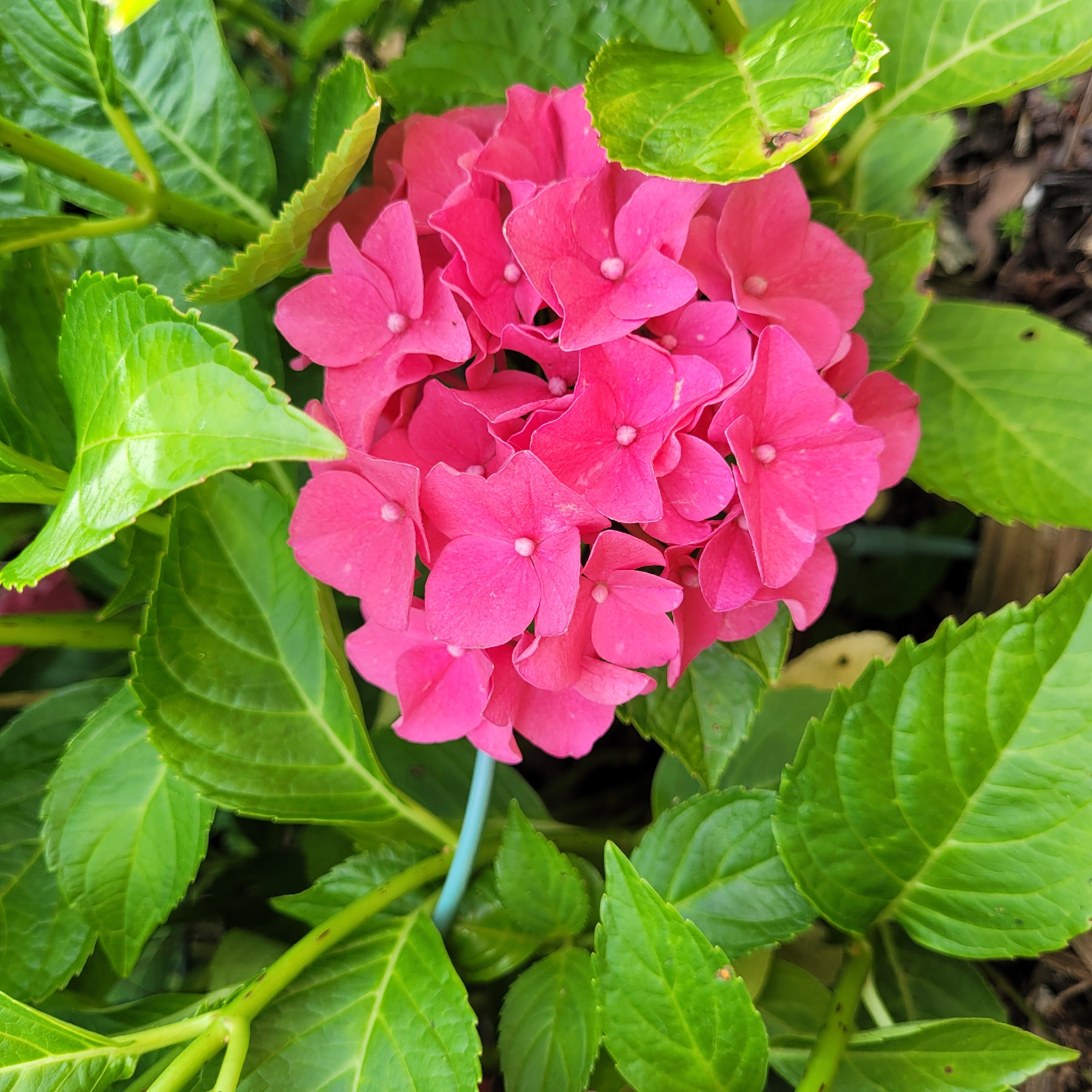 The image shows a close-up of a bright pink hydrangea flower cluster surrounded by vibrant green leaves. The flower heads are made up of many small, delicate petals, and a light blue support ring is visible behind the foliage. The background is softly blurred, suggesting an outdoor setting, possibly a garden or park. The lighting appears natural, indicating daylight. The scene depicts a botanical subject, a hydrangea plant in bloom. There are no people or actions occurring in the image. The location is not specified in the image itself, so a definitive assertion about Jūrmala, Latvia, cannot be made.