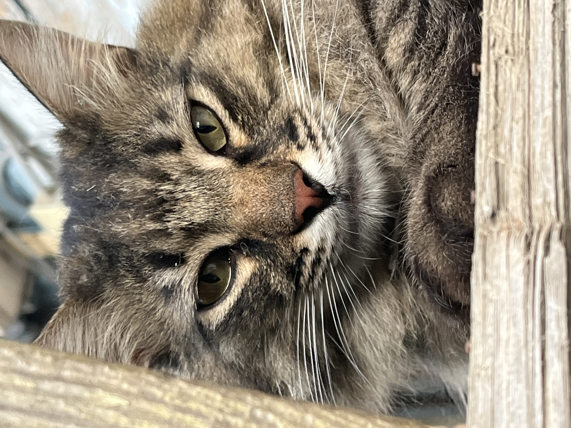 The media file is a close-up, low-angle, portrait-style photograph of a tabby cat's face. The cat is resting, with its head tilted and its body partially obscured by its own fur and by a vertical wooden structure on the right side of the frame. The cat has green eyes, a pink nose, and prominent white whiskers. Its fur is a mix of brown, black, and gray stripes. The background is blurred, showing hints of a light-colored fabric with a pattern, possibly a blanket or bedding. The lighting appears to be natural and soft, suggesting it might be daytime. There are no visible signs of text in the image. The overall impression is one of a calm and relaxed animal in a domestic setting. The location context provided is Krasnyye Barrikady, Russia, but there are no specific visual cues within the image to confirm this location.