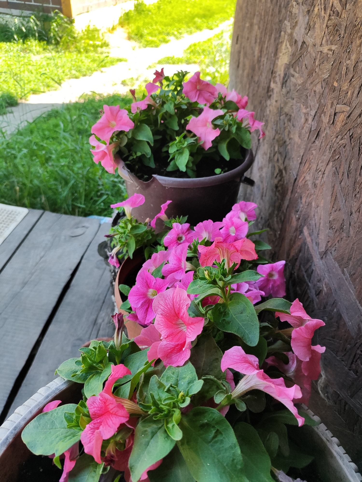 In Marusino, Russia, a photograph captures a collection of potted pink petunias situated on a weathered wooden porch or deck. The flowers are lush and in bloom, with vibrant pink petals and green foliage. The pots are likely made of plastic or ceramic and are arranged in a line. To the left of the pots, a portion of the wooden deck is visible, showing its aged and textured surface. Behind the flowers and to the right, a rough-textured wooden wall serves as a backdrop. In the background, the scene opens to a bright, sunlit grassy area with some hints of a pathway. The lighting suggests it is daytime, possibly late morning or early afternoon, with sunlight casting shadows and illuminating the scene. There are no people or animals visible in the image.