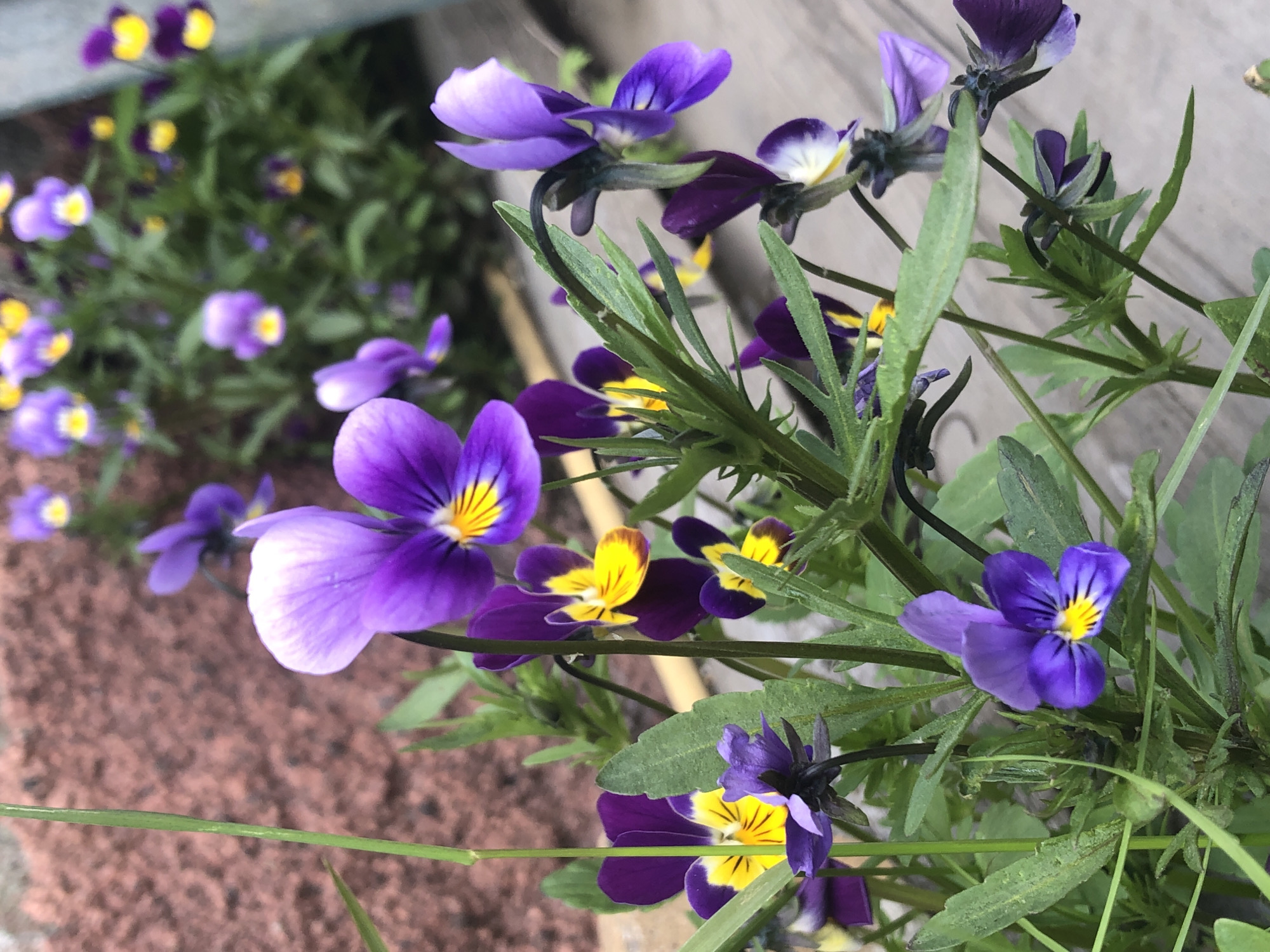This media file showcases a close-up view of several vibrant pansy flowers, predominantly in shades of purple and yellow. The flowers are arranged in a garden setting, with soft-focus greenery and reddish-brown ground cover in the background. The foreground features delicate green stems and leaves, with one prominent green stem extending horizontally across the frame, suggesting a natural, outdoor environment. The lighting suggests it might be daytime, possibly in the morning or afternoon, with natural light illuminating the flowers. The overall impression is one of a peaceful, blooming garden. There is no visible text in the image.