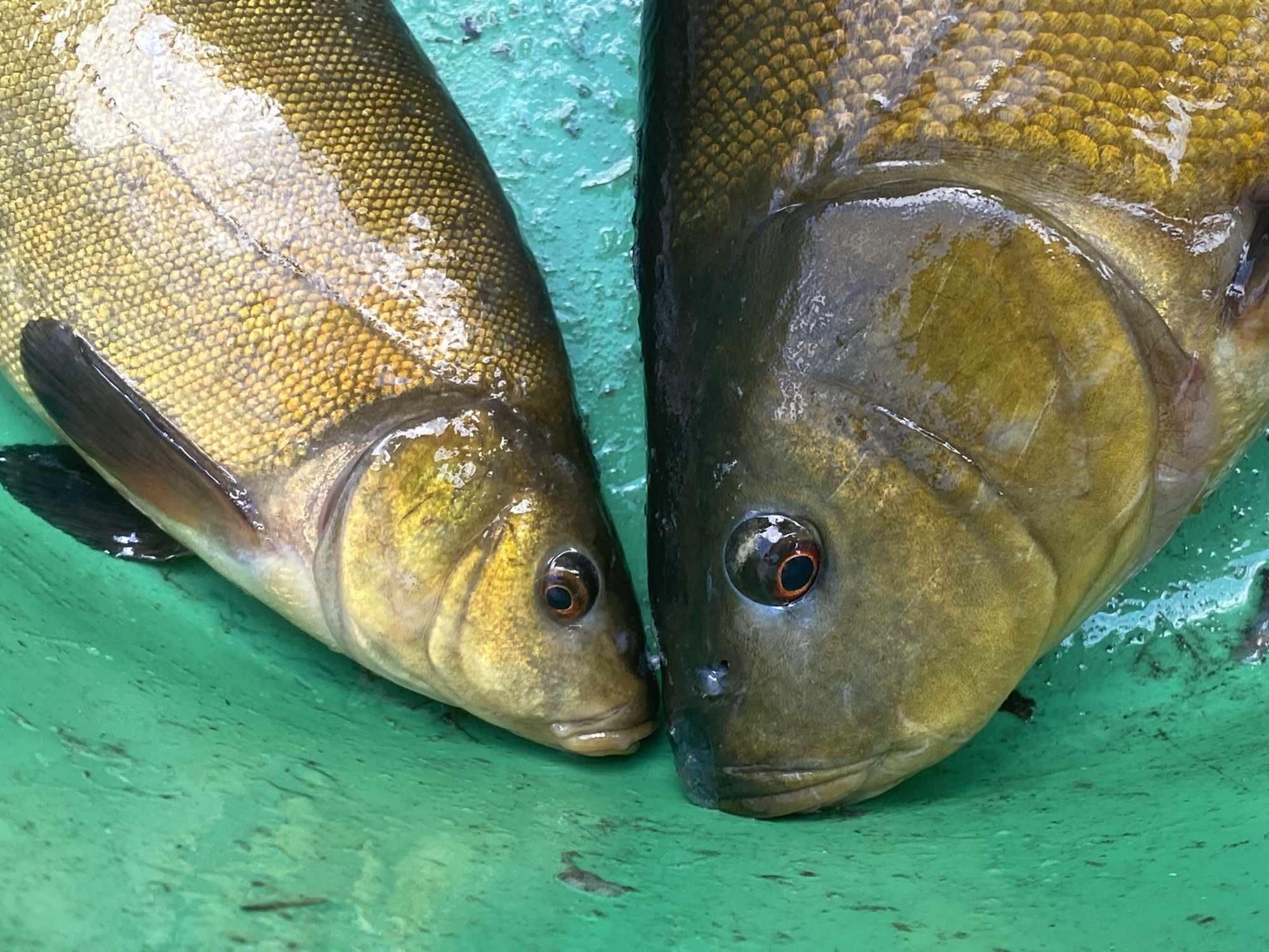 Two dead fish with golden scales are resting in a bright green bucket. The fish appear to be common tench. The bucket is filled with a small amount of water. The image was taken in the city of Ustyvytsia, Ukraine.