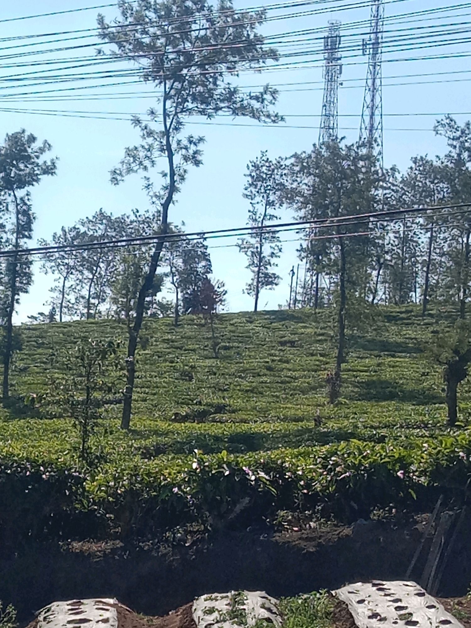 The image shows a rural landscape with a tea plantation on a gentle slope under a clear blue sky. Several tall, thin trees are scattered across the plantation. In the background, two prominent telecommunication towers stand tall, and power lines stretch horizontally across the upper portion of the frame. The foreground features a dark, earthy embankment with some scattered vegetation and what appear to be covered agricultural beds or materials. The overall scene depicts a natural environment interspersed with man-made infrastructure.