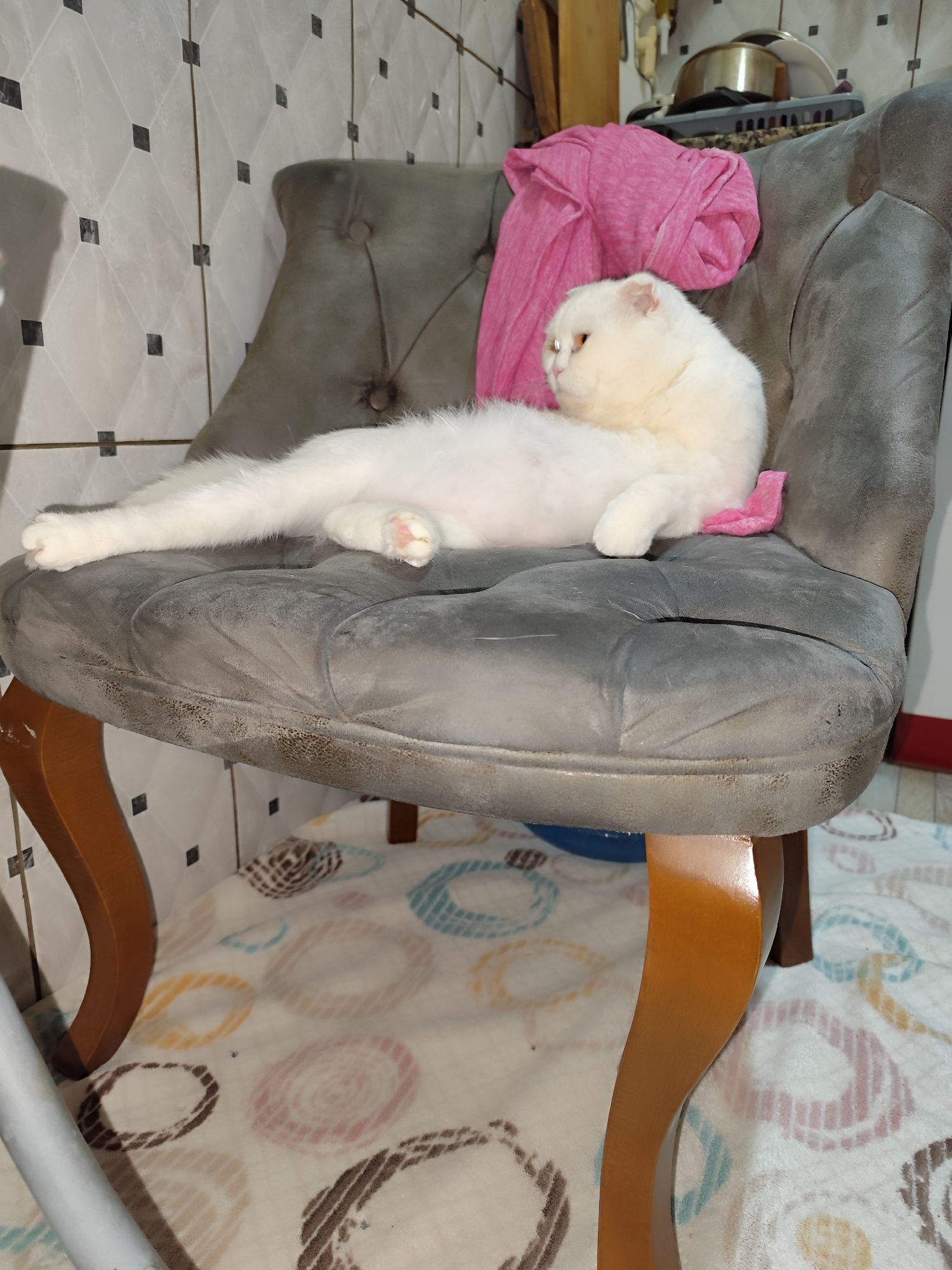 A white Scottish Fold cat lounges on a grey tufted chair with wooden legs. A pink garment rests behind the cat. The chair sits on a patterned blanket. The background includes tiled walls and kitchenware. This scene is located in the city of Sarıyer, Turkey.
