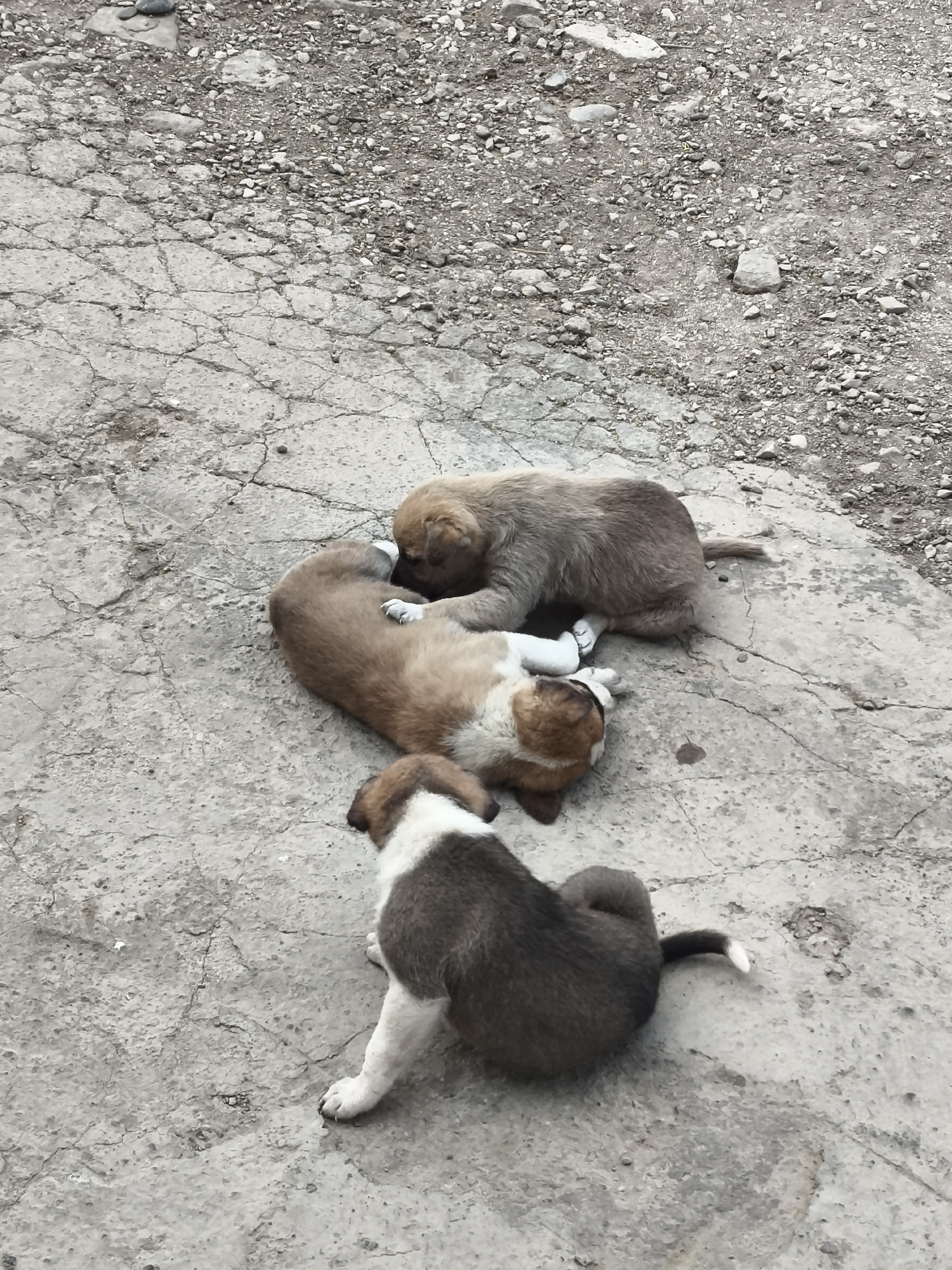 Three puppies are resting on a cracked concrete surface in Qalaşıxı, Azerbaijan. The puppies are lying together in a pile. One puppy, a light brown color, is on its side with its head resting on another puppy. This second puppy, also light brown with a darker brown back, is lying on its stomach. The third puppy, with a dark brown and white coat, is sitting upright facing away from the other two. The ground is a mix of concrete and gravel, suggesting an outdoor, possibly undeveloped area.