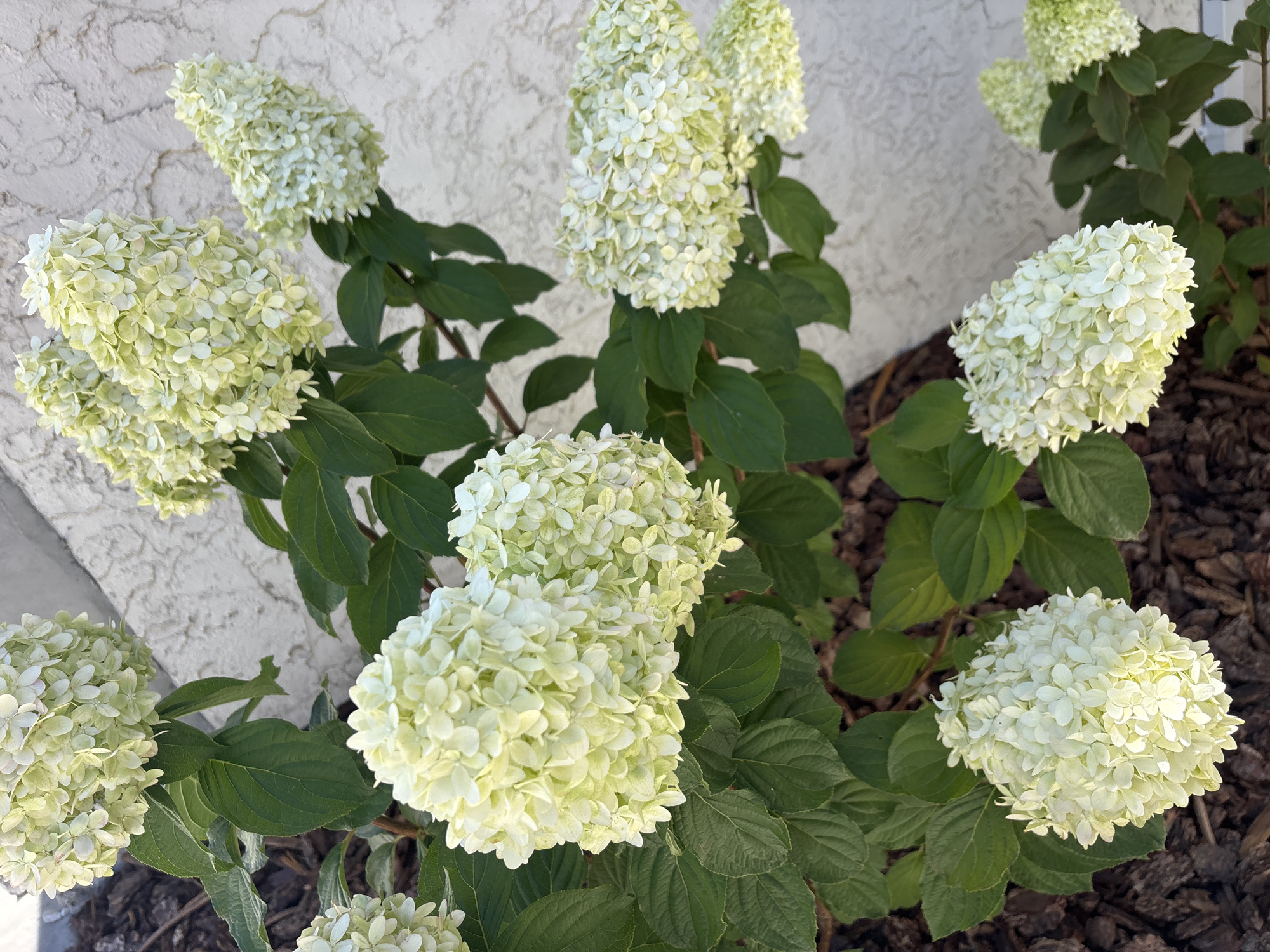 A close-up, eye-level, outdoor photograph shows a cluster of white hydrangea blooms with green leaves in front of a textured, light-colored wall. The hydrangeas have many small petals clustered together, forming large, cone-shaped and round flower heads. Dark brown mulch is visible on the ground beneath the plants. The scene is located in Orangevale, California, United States.
