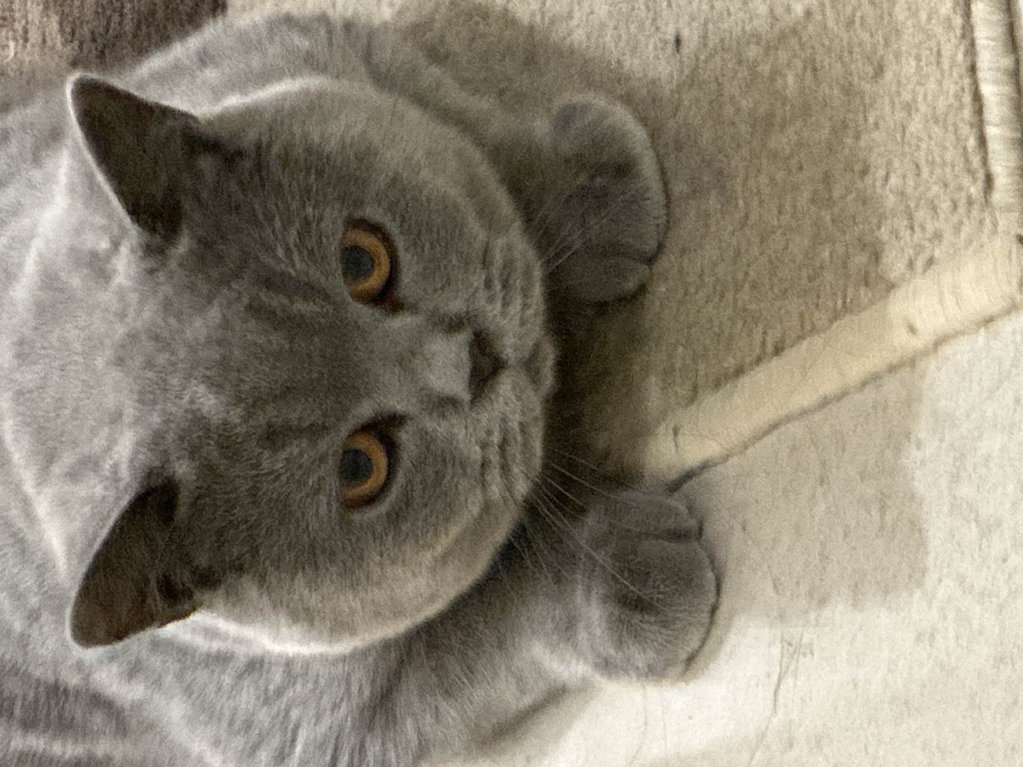 A close-up shot captures a fluffy, grey British Shorthair cat with large, amber eyes, lying down on a textured rug. The cat is positioned in the center of the frame, with its head tilted slightly forward. Its paws are tucked beneath its chest, and its ears are perked up. The background is out of focus, with the rug occupying the lower portion of the image and a hint of a lighter surface beneath it. The lighting is soft and diffused, highlighting the cat's fur texture.