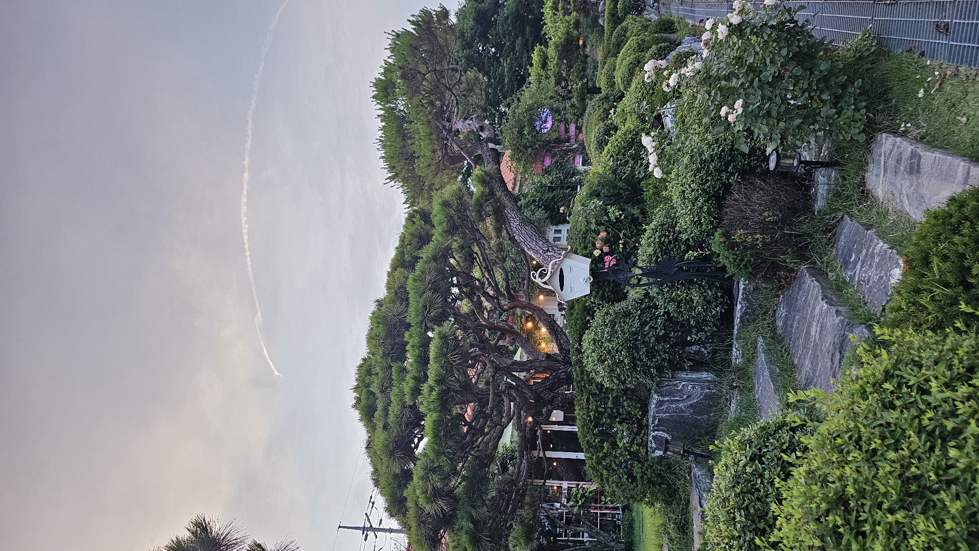 The image shows a garden scene in Asan-si, South Korea, with a large, gnarled pine tree as the central focus. The tree's branches spread wide, creating a dense canopy of green needles. In front of the tree, a white mailbox with a decorative scrollwork design is mounted on a dark metal stand. Surrounding the mailbox and tree are various types of bushes, including neatly trimmed hedges and flowering rose bushes with pale pink blooms. Stone steps, weathered and moss-covered, lead through the garden. A small solar-powered garden light is visible near the rose bushes. In the background, a building with white siding and strings of lights is partially obscured by the foliage. The sky above is overcast with a faint contrail forming an arc. The overall impression is a well-maintained garden, likely part of a residential property or a small business, with a serene and slightly whimsical atmosphere.