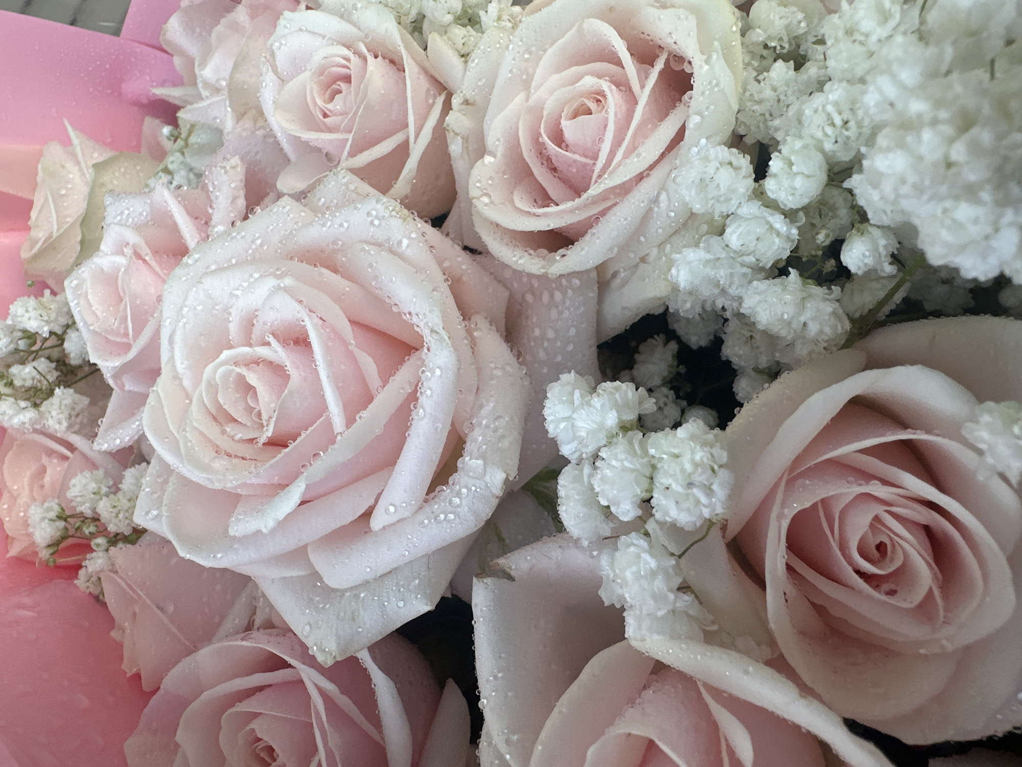 The image presents a close-up view of a bouquet of pale pink roses interspersed with white baby's breath flowers, both covered with water droplets. The roses dominate the scene, with their petals unfurling in varying degrees of bloom, showcasing their delicate texture and subtle color gradients. The baby's breath, consisting of numerous small white blossoms, fills the spaces between the roses. The background is out of focus, but appears to be a soft pink color, possibly wrapping paper for the bouquet. The water droplets are evenly distributed over the flower petals, reflecting light and adding a sense of freshness. There are no people, subjects, objects, actions, or interactions, and it is not possible to know the specific city location in Bac Nha Trang Ward, Vietnam based on this image.
