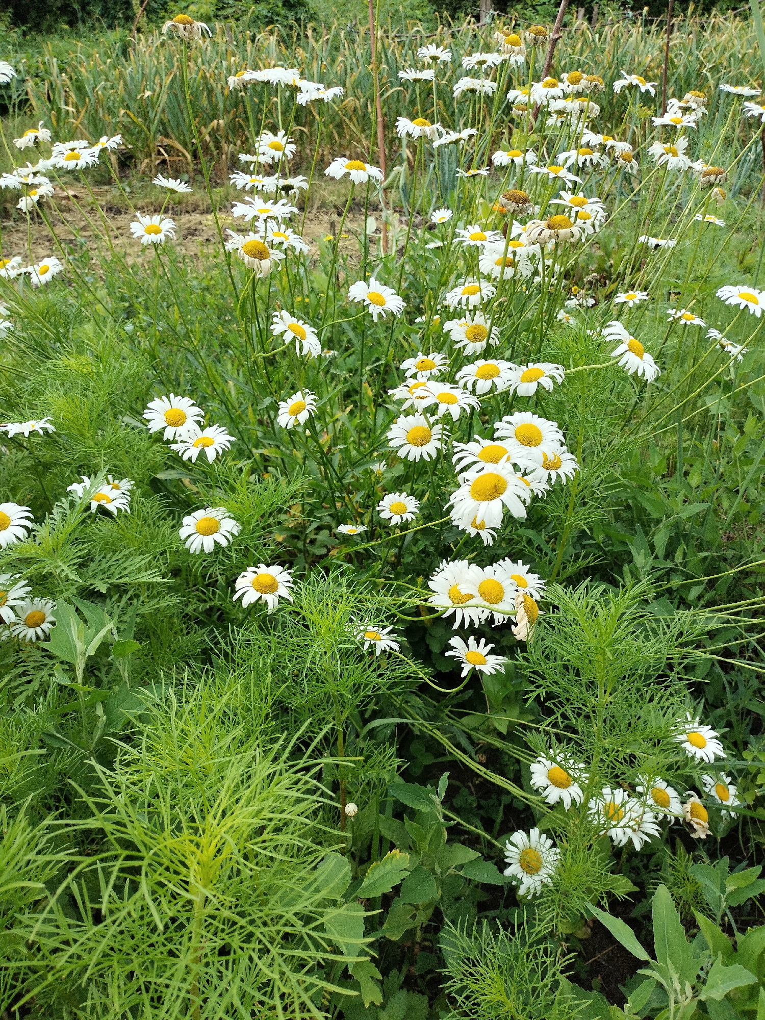 This media file is a photograph of a field of daisies. The daisies are white with yellow centers and are in various stages of bloom, with some fully open and others just beginning to open. They are surrounded by lush green foliage, with some feathery ferns and broader leaves visible. In the background, there are rows of what appear to be leeks or tall, slender green plants. The lighting suggests it is daytime, likely during fair weather. The overall impression is of a natural, outdoor setting, possibly a garden or a meadow. There is no text visible in the image, and no people are present. The scene evokes a feeling of summer and nature's bounty.
