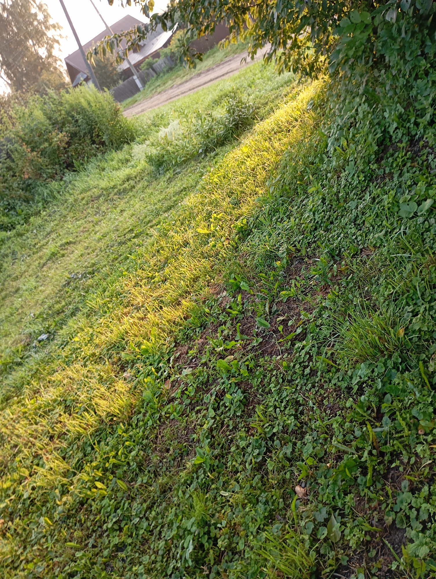 The image depicts a rural scene in the city of Fokino, Russia, characterized by a sloping grassy area bathed in the warm, golden light of what appears to be late afternoon or early morning sun. The foreground is dominated by lush green grass and various low-lying plants, with some areas showing more dense foliage than others. The sunlight casts long shadows and highlights, creating a textured effect across the ground. In the background, a dirt road is visible, flanked by more greenery and a wooden fence. Beyond the road, a residential building with a dark roof and visible windows can be seen, suggesting a settled, rural environment. Trees with dense foliage are present on the right side of the image, casting some shade over the grassy area. The overall impression is one of a serene, natural landscape within a populated area.