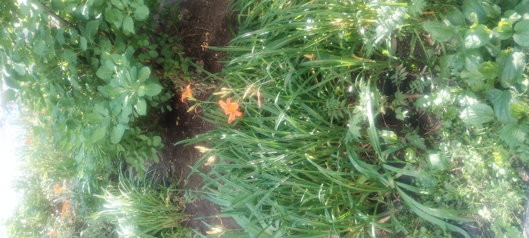 This image depicts a close-up view of a garden bed in Zaporizhzhia, Ukraine, featuring several vibrant orange daylilies in bloom. The flowers are nestled amongst lush green foliage and tall grass. In the background, a larger shrub with broad, rounded leaves is visible. The scene appears to be outdoors, with dappled sunlight illuminating the plants. The overall impression is one of a well-tended garden, possibly in a residential area or park, given the commonality of daylilies. There are no people or animals present in the frame.