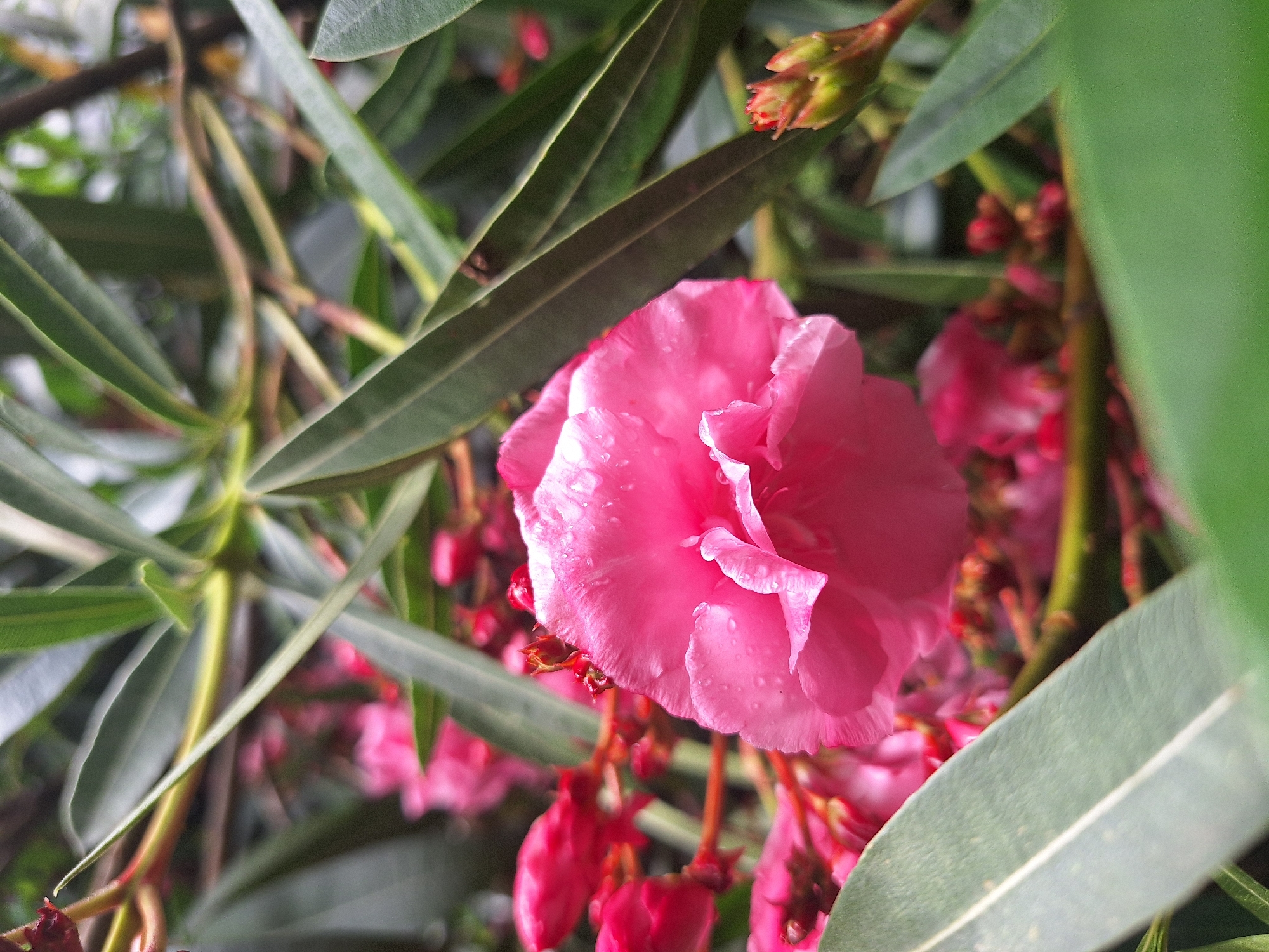A close-up, macro photograph captures a vibrant pink flower, likely an oleander, with delicate water droplets on its petals. The flower is the central subject, with its ruffled petals soft and unfocused in some areas, drawing the viewer's eye. Surrounding the bloom are numerous smaller, unopened pink flower buds and long, slender green leaves. The leaves are out of focus, creating a soft background that highlights the intricate details of the flower. The scene is one of natural beauty, evoking a sense of freshness and the delicate state of blooming. The environment appears to be outdoors, possibly a garden or a park, given the presence of lush foliage and flowers. The image is a serene and intimate portrait of nature's artistry. The photo was taken in Sochi, Russia.