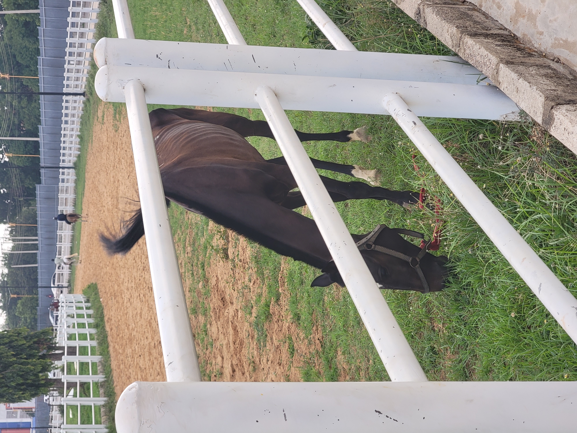 The image depicts a dark brown horse lying on its side between white fence rails in an outdoor environment. The horse is wearing a halter with a lead rope. The ground is a mix of green grass and tan dirt. In the background, a dirt paddock is visible with other horses and riders. The location appears to be near a white fenced area, possibly a stable or riding school. The image is taken at ground level, looking down at the horse through the fence. Trees and utility poles are visible in the distant background. The setting could be in Unguwar Sarki, Nigeria, but there is no specific detail to confirm that.