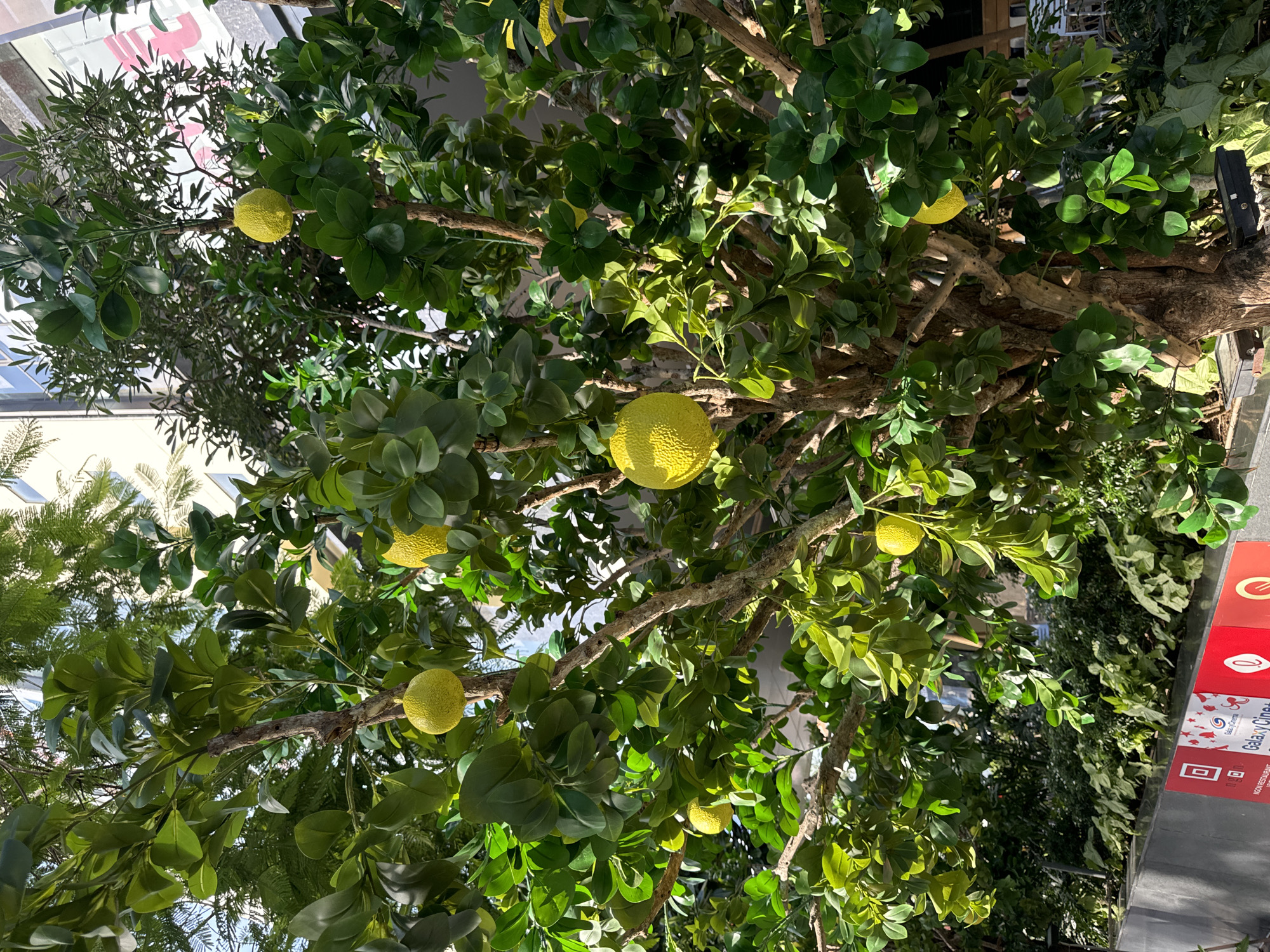 A close-up, medium shot captures a decorative, artificial lemon tree adorned with multiple yellow, textured lemon-like orbs. The tree's branches, varying in thickness and a light brown, woody texture, are densely covered with vibrant green, artificial leaves. The scene is set outdoors, possibly in a shopping mall or public space, given the glimpses of architectural elements in the background, including a building with windows and a sign with red and white elements. A low concrete barrier runs across the foreground, partially obscuring some potted plants and light fixtures. The lighting suggests it is daytime, with sunlight casting shadows and highlighting the foliage. The specific location of Nha Trang, Vietnam, is indicated by the presence of a sign that reads "Galaxy Cinema," a common cinema chain in Vietnam.