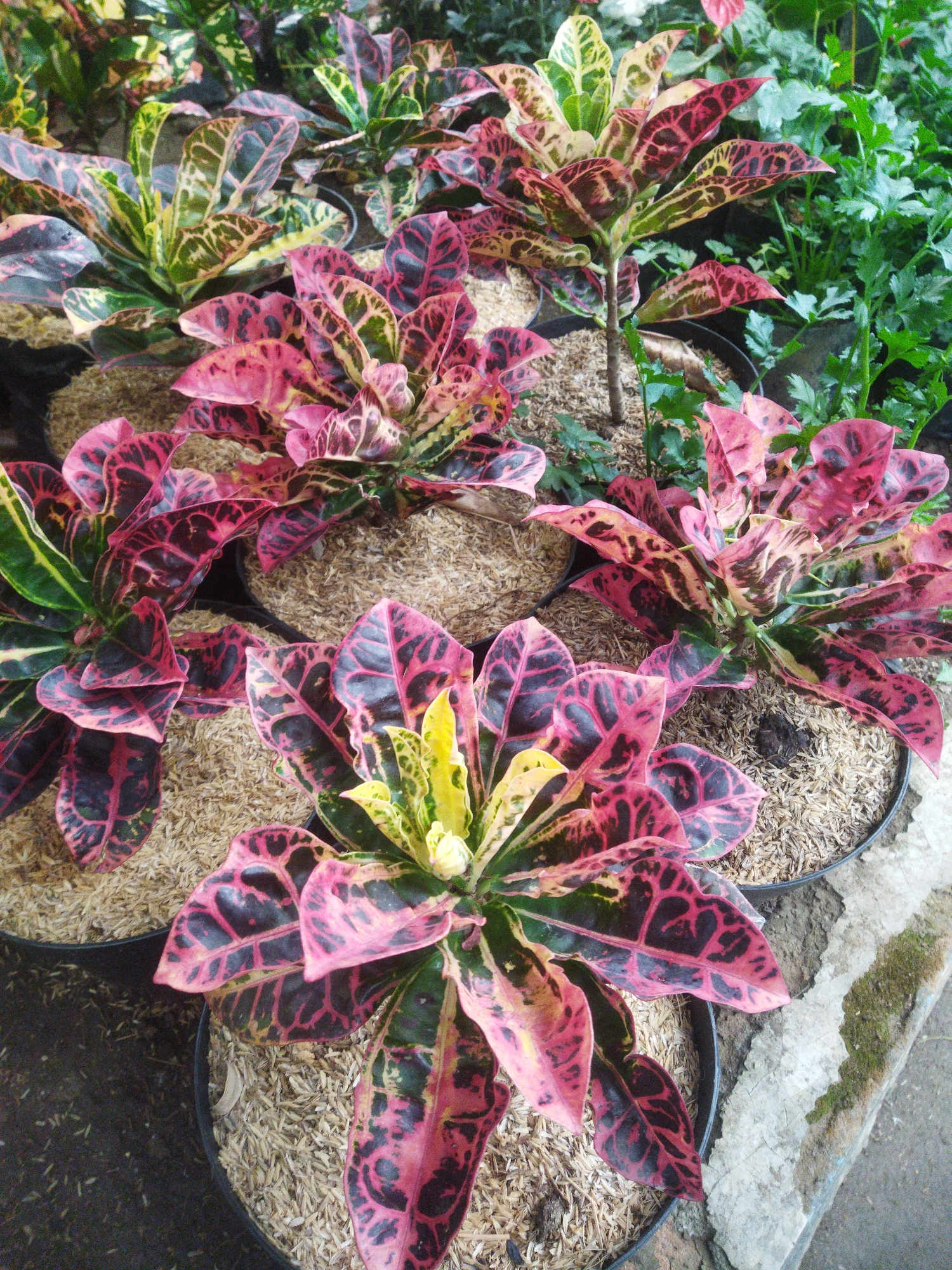 The image depicts a close-up view of several potted Croton plants with vibrant, variegated leaves. The leaves display a striking mix of pink, red, black, and yellow patterns. The plants are situated in black plastic pots filled with a light brown, granular material, likely mulch or wood shavings. In the background, other plants with green foliage are visible, suggesting a nursery or garden setting. The overall impression is one of lush, colorful plant life. The scene is likely located in Wonogiri, Indonesia, a region known for its agricultural activities and nurseries that cultivate ornamental plants like Crotons.