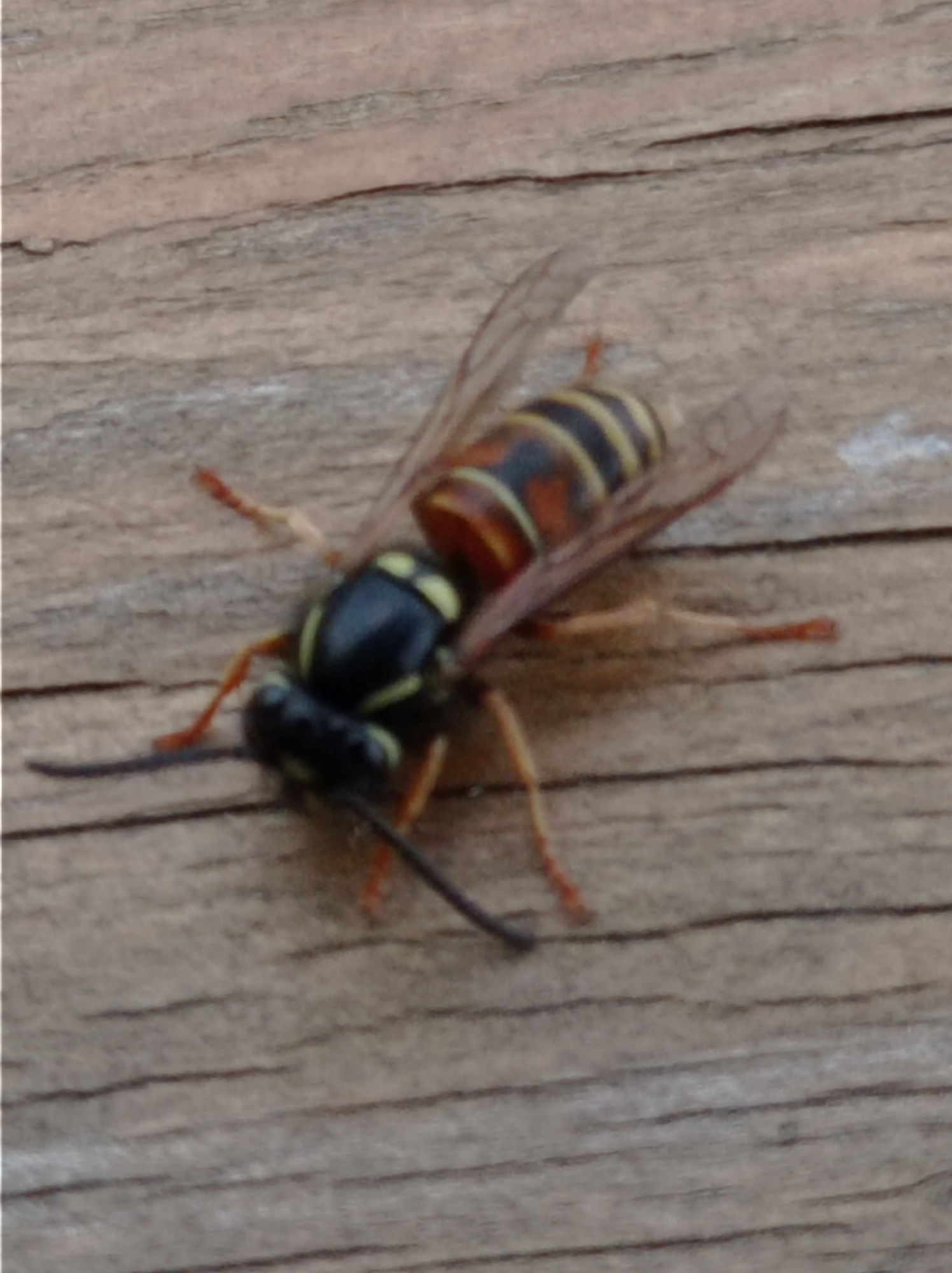 A wasp is on a wooden surface. The wasp has a black head and thorax, with yellow and orange markings on its abdomen. It has translucent wings and six legs. The wooden surface is made of planks with visible grain. The location is not specified in the image.