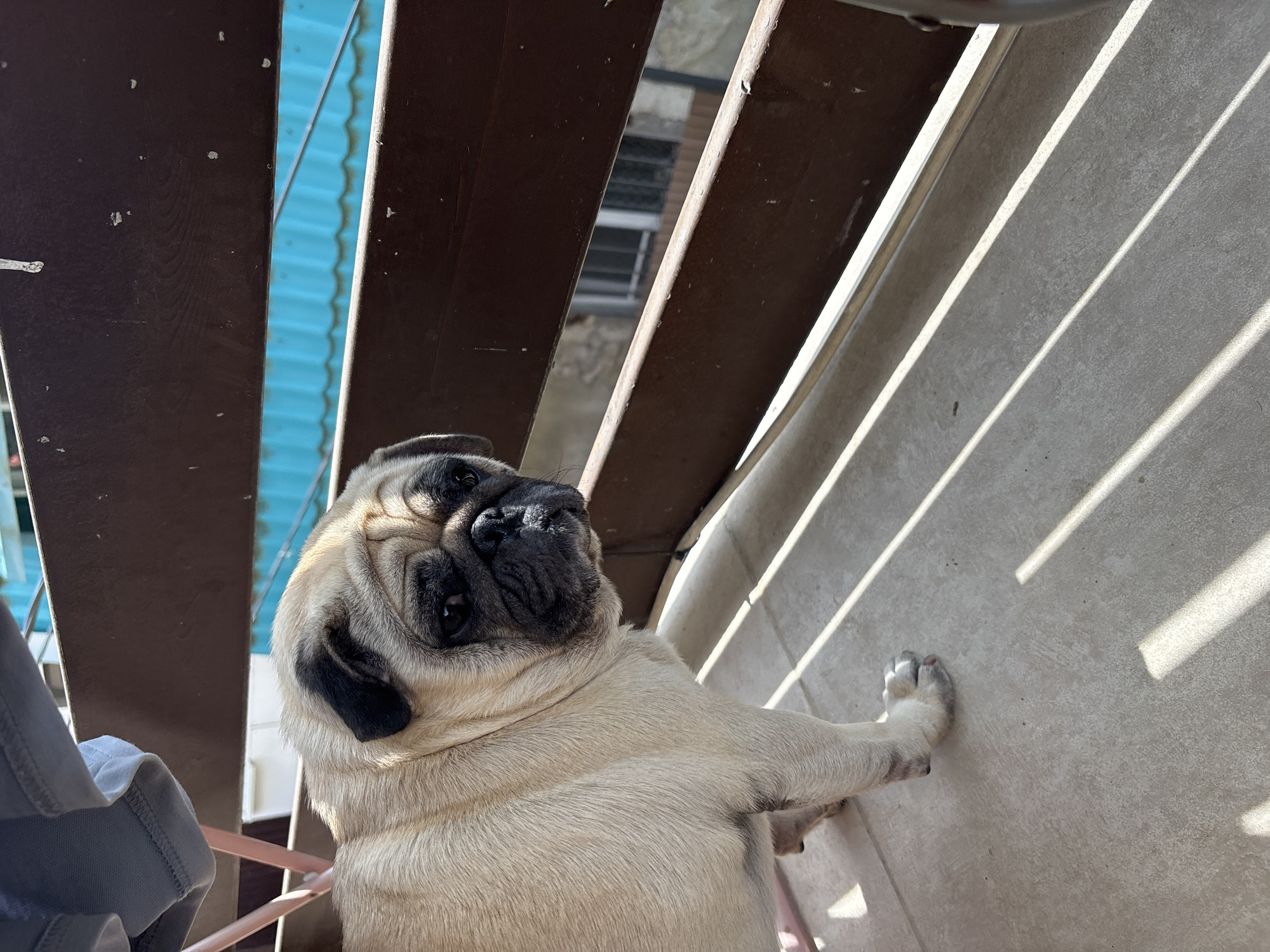 An adult pug dog stands on a tiled balcony. The dog is facing left, with its head turned to look towards the camera. The dog has fawn-colored fur, with black markings on its ears and face. The balcony railing is made of dark wood, and behind it, a bright blue roof is visible. Sunlight casts diagonal shadows across the balcony floor. The background shows buildings and a window. The image appears to be taken during the day.