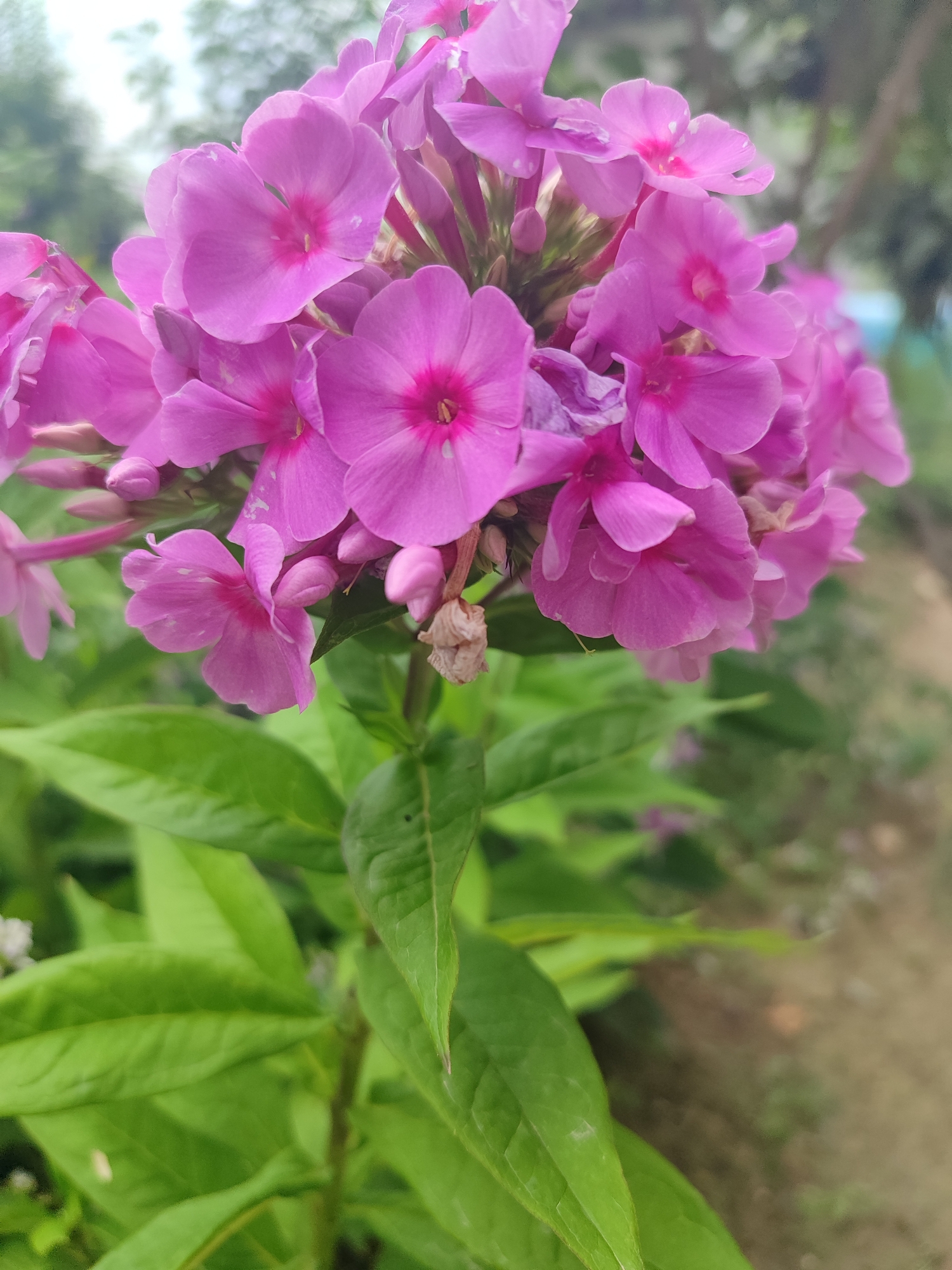 A cluster of vibrant pink phlox flowers is the primary subject, captured in a close-up, vertical orientation. The flowers, with their delicate, five-petaled blossoms and darker pink centers, are tightly grouped at the top of the frame. Some buds are visible, along with a few dried, spent flower remnants. Lush green foliage forms the lower and background elements of the image, with some leaves appearing sharp and in focus, while others are softly blurred. The overall environment suggests an outdoor garden or natural setting. The image does not contain any people or discernible city-specific landmarks that would place it in Жаңы-Абад, Kyrgyzstan.