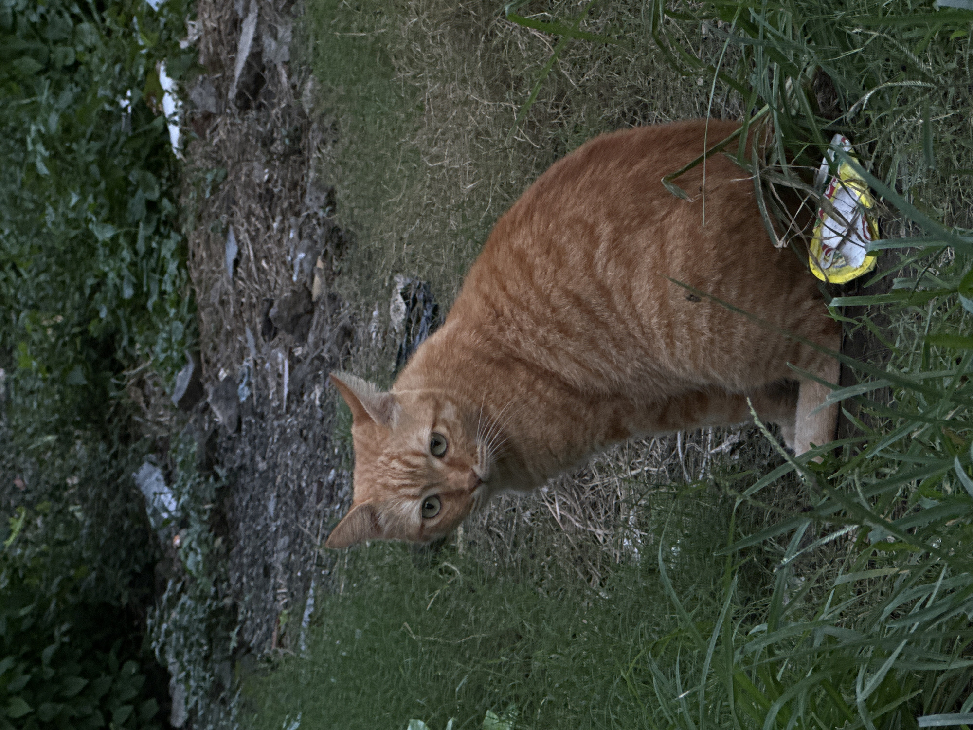 A ginger tabby cat is the primary subject of the image. It is positioned amidst tall green and brown grasses. The cat is looking directly at the camera with an inquisitive expression. To the left of the cat is a patch of mixed foliage and debris. The location is potentially North Kuta, Indonesia.