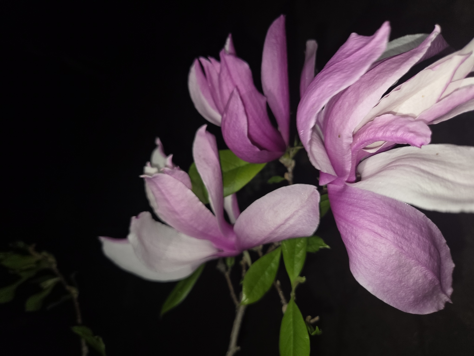 The image shows a close-up of pink and white magnolia flowers against a black background. Green leaves are visible among the flowers. The location, Pleven, Bulgaria, is not discernible from the visual information provided.