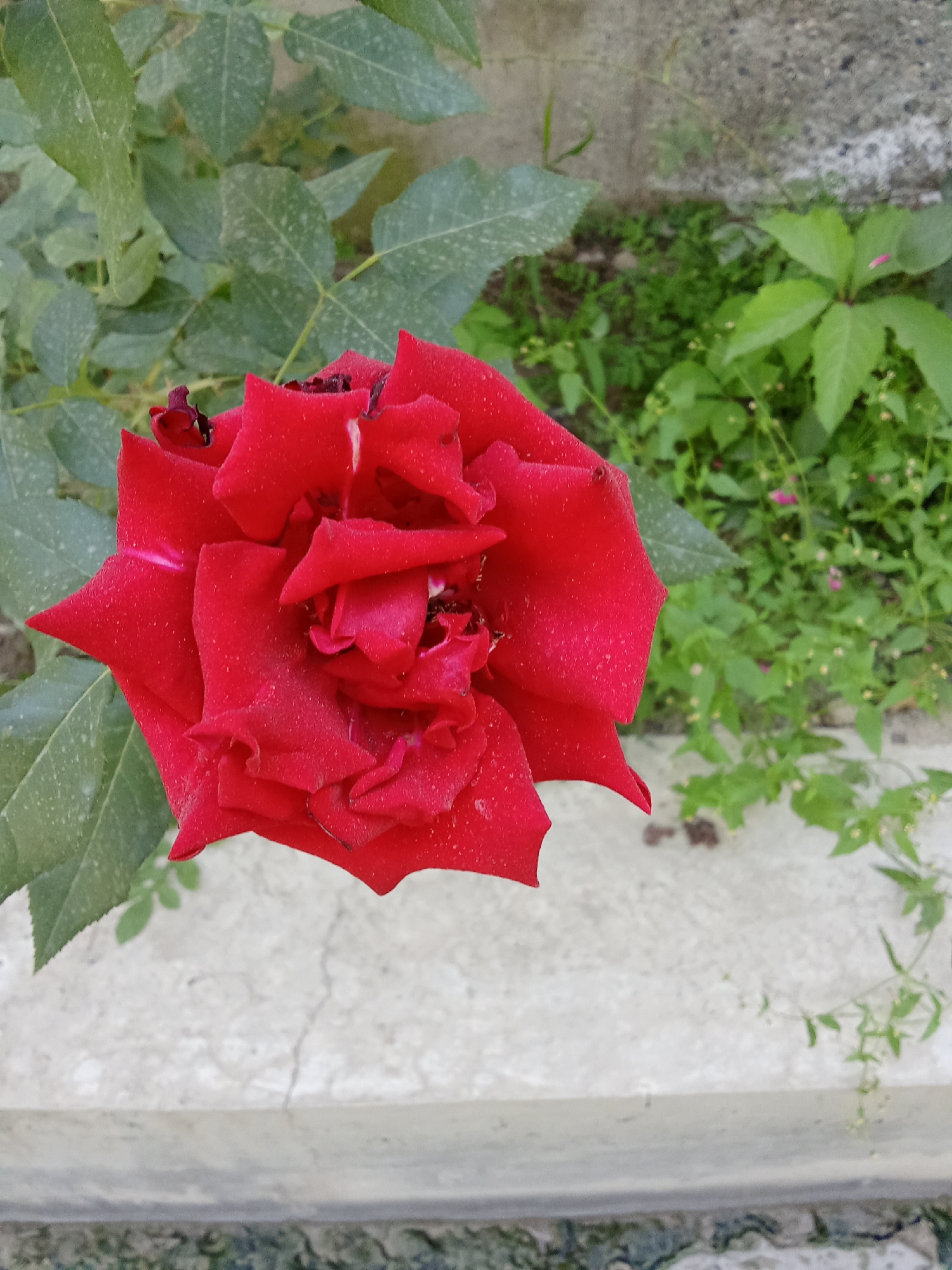 A close-up, eye-level shot captures a single, fully bloomed red rose with velvety petals. The rose is positioned slightly to the left of the frame, with its vibrant red contrasting against a background of lush green foliage. The leaves of the rose plant, a muted green and slightly dusty, are visible to the left and behind the bloom. To the right and further back, a cluster of smaller green plants with tiny white flowers creates a softer, less defined background. A textured, light-colored concrete surface runs across the lower half of the image, with a darker, rougher surface visible at the very bottom. The scene appears to be outdoors, likely in a garden or natural setting within the city of Жошук, Kyrgyzstan. No people or specific actions are depicted.