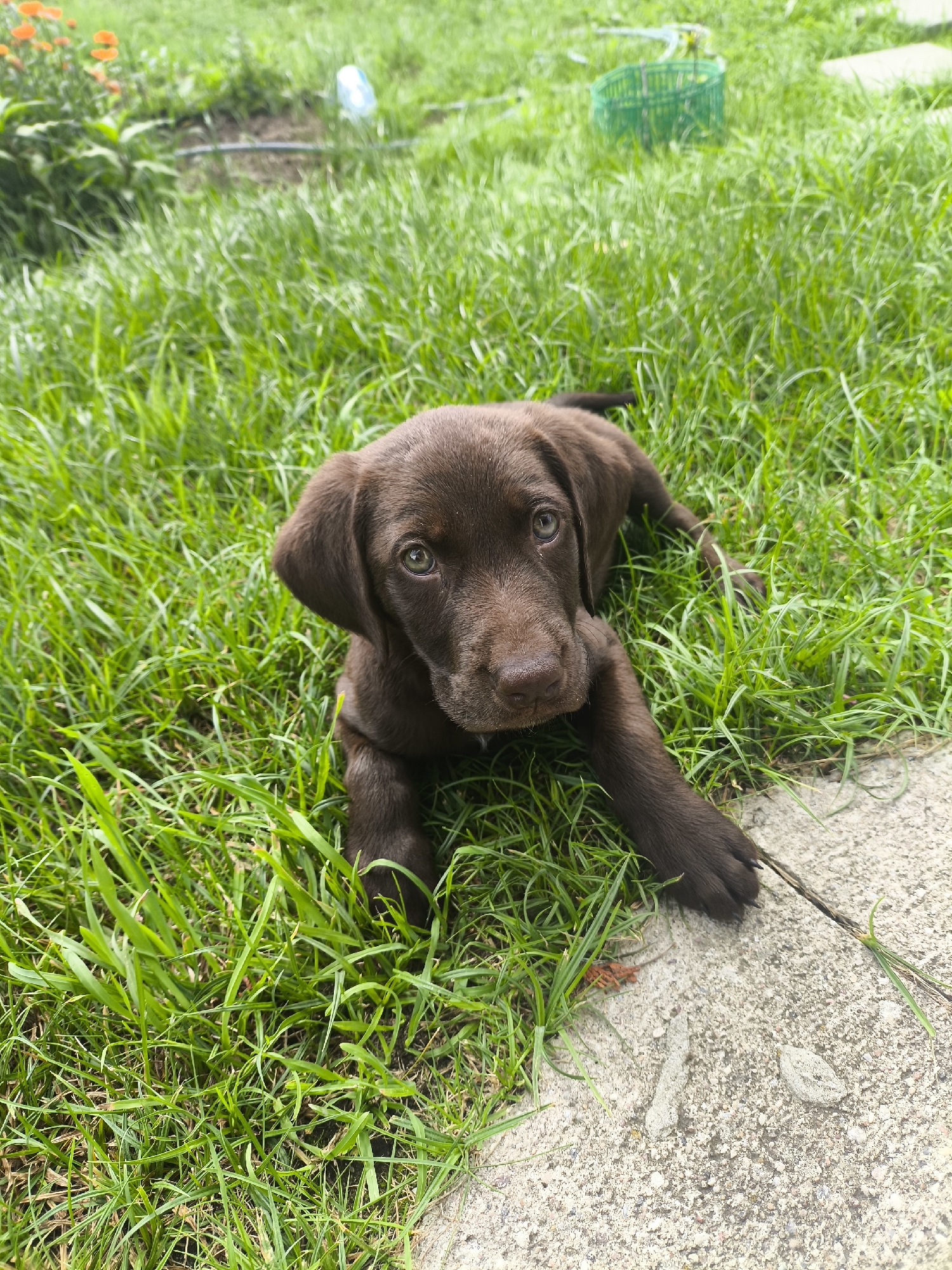 A brown Labrador puppy is lying on a patch of green grass with a concrete edge. The puppy is facing the camera, with its head slightly turned. The background is blurred, but appears to be a garden or yard with some orange flowers and a green basket.
