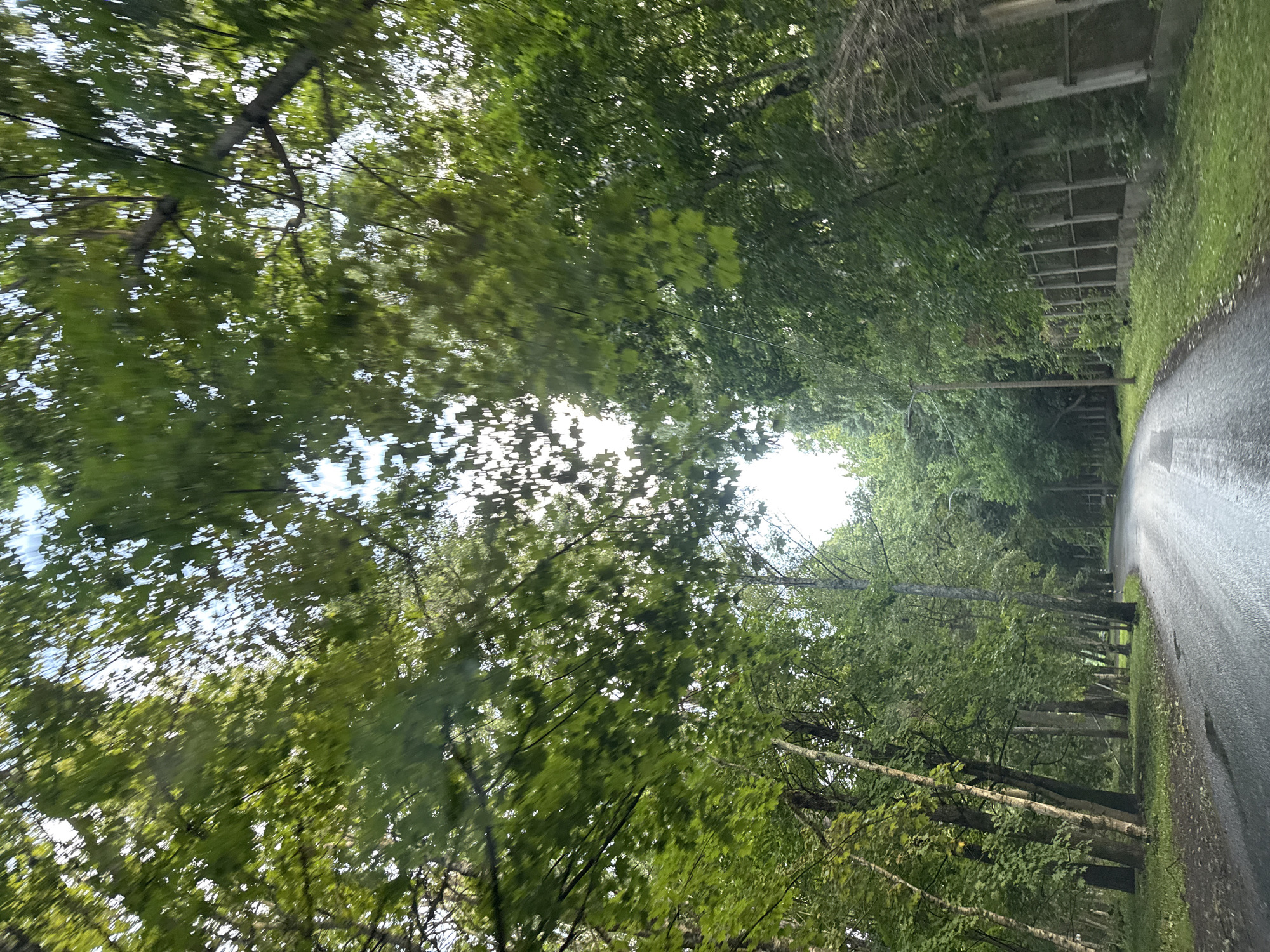 The image shows a wet asphalt road curving to the right, bordered by a dense forest on both sides. Lush green trees, some with white bark, line the left side of the road, with their branches extending over the path and creating a canopy. On the right side, a fence made of concrete and metal panels separates the road from the forest. The sky is visible through the gaps in the foliage, with patches of sunlight breaking through the leaves. The overall impression is of a secluded, natural setting within a city. This scene is characteristic of the paths and roads found in the Pirita district of Tallinn, Estonia, known for its dense forests and proximity to the Baltic Sea.