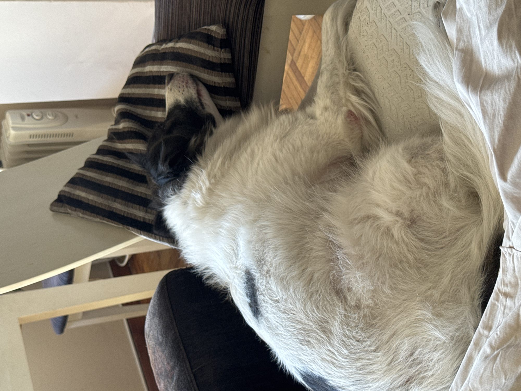 The image shows a dog resting on a chair. The dog is a medium-sized breed with white and black fur. It is lying on its side, with its head resting on a striped pillow. The dog appears to be asleep. The chair is dark brown and is placed in what appears to be a living room. The background is blurred, but shows a radiator and a table with chairs. There is no information in the image to indicate its location in the city of Vigo, Spain.