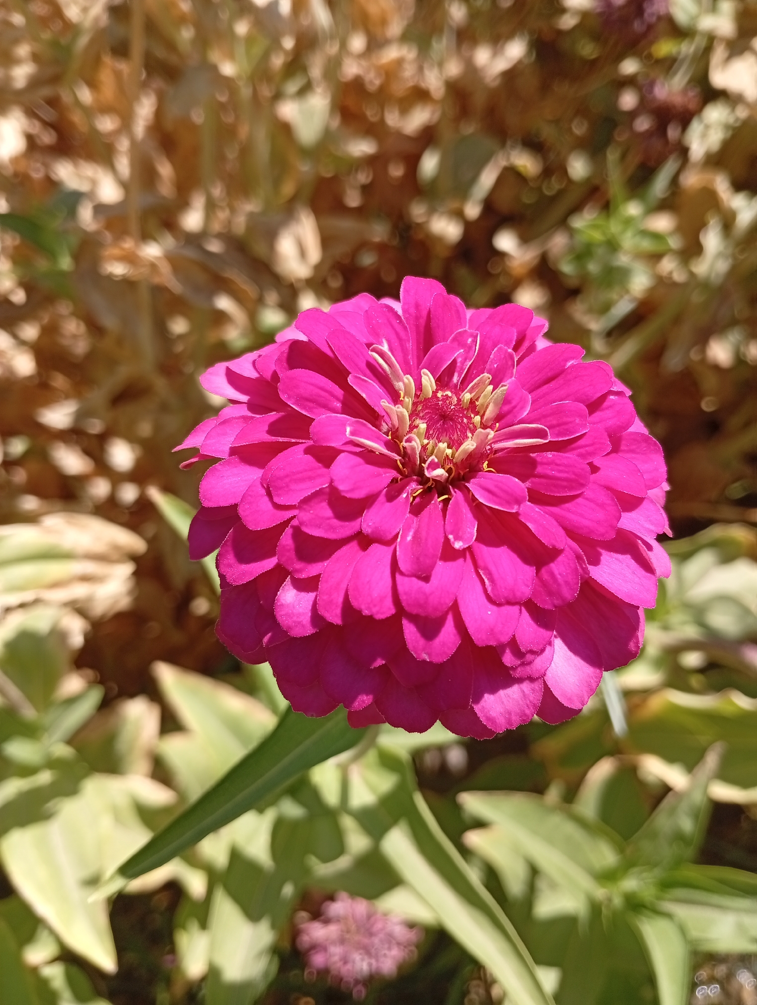 A close-up, eye-level shot focuses on a vibrant pink zinnia flower in the foreground. The flower is fully bloomed, with numerous layered petals forming a full, circular shape. Its center reveals a cluster of smaller, lighter-colored florets. The background is softly blurred, showing out-of-focus green leaves and dry, brown vegetation. The lighting suggests a sunny day. The location is the city of Seýdi, Turkmenistan.