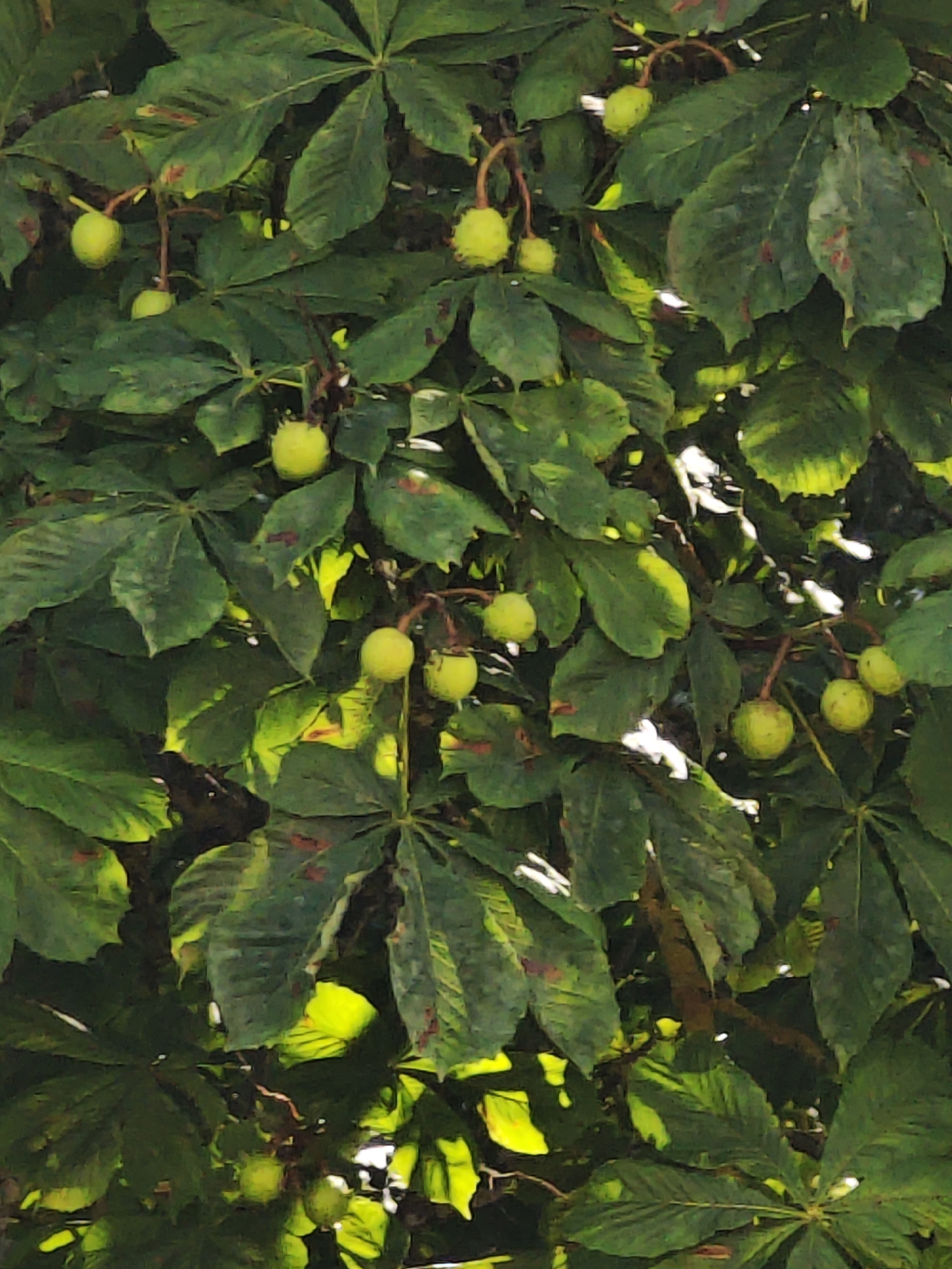 The image shows a close-up view of a horse chestnut tree with green leaves and developing conkers. Sunlight filters through the leaves, creating bright highlights and dappled shadows. Several conkers, still encased in their spiky green husks, are visible hanging from branches. The leaves are large and palmately compound, typical of the horse chestnut. The background is filled with more foliage, suggesting a dense canopy. The image is taken from a low angle, looking up into the branches. There are no people or other identifiable subjects present.