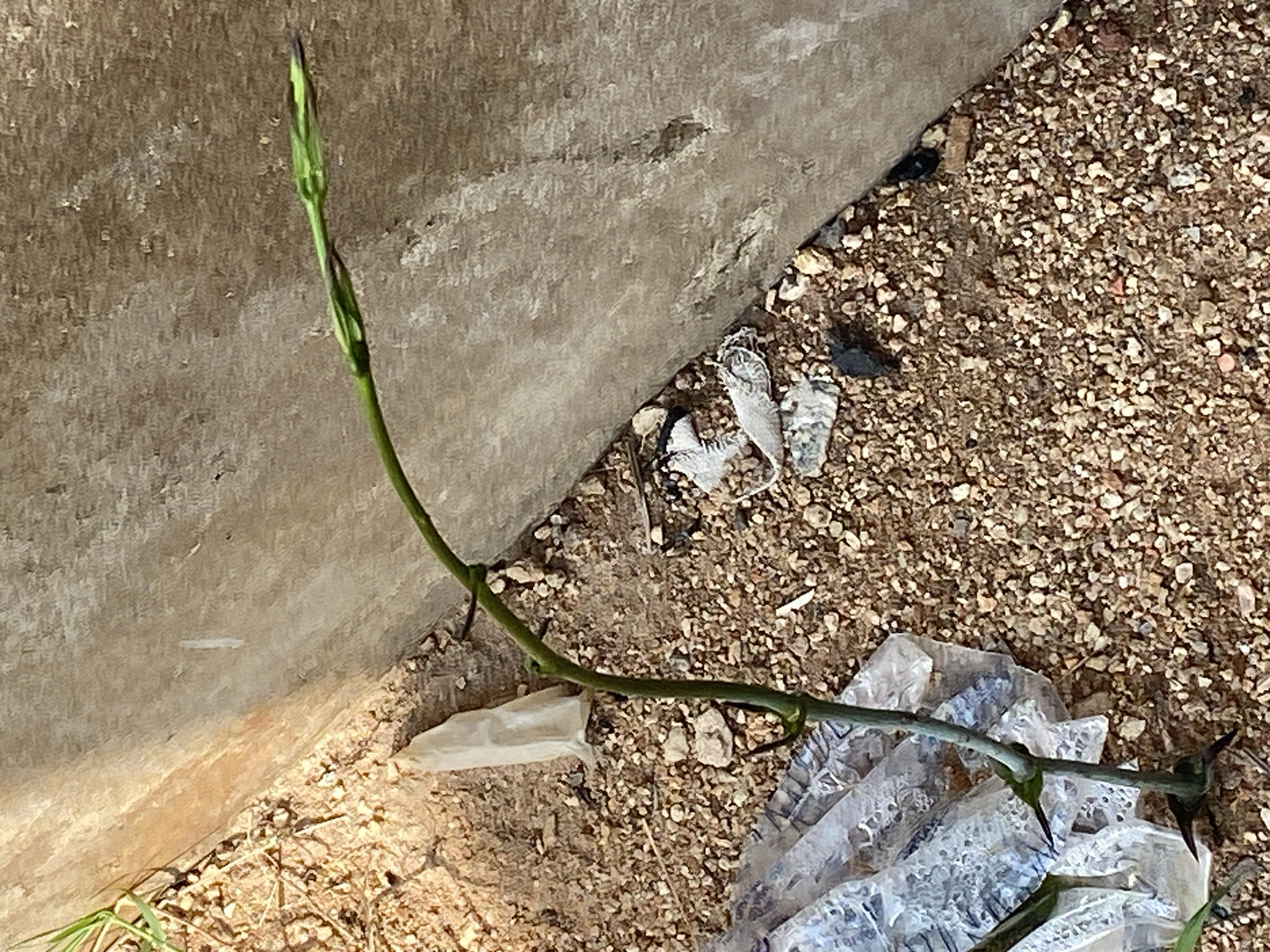 The image depicts a close-up, outdoor, low-angle shot of a thin, green plant stem with a few thorns, growing upwards and diagonally across a ground covered in small, brown and tan pebbles. The stem is leaning against a rough, textured, concrete wall that occupies the right side of the frame. The top of the stem shows new growth, with small green leaves and a dark purple tip. At the base of the stem, the ground is littered with some debris, including a white plastic bag and some other unidentifiable white and grey objects. The lighting suggests it is daytime. The scene is one of urban neglect, with the plant struggling to grow in a barren, rocky environment next to discarded waste and a large, imposing concrete structure.