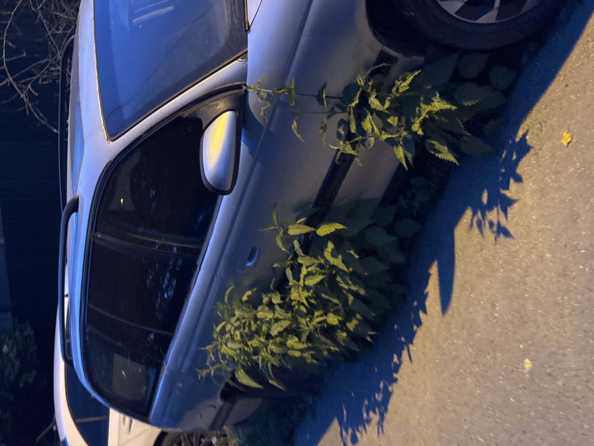 A grey or light blue sedan is captured in a vertical photograph, parked on an asphalt surface in Shcherbinka, Russia. The scene appears to be set at night or during very late dusk, illuminated by an artificial light source, possibly a streetlamp, which casts a warm, yellowish glow on the ground and creates distinct, long shadows from the car and surrounding foliage.
The primary subject is the car, which shows signs of neglect as a substantial amount of vibrant green plants, resembling weeds or nettles, aggressively grow around and up its side. The dense foliage emerges from beneath the vehicle and extends along the lower half of the driver's side door, reaching towards the side mirror and partially obscuring the car's bodywork. This overgrowth suggests the car has been stationary or abandoned for an extended period.
Visible details of the car include the front window, a side mirror reflecting the artificial light, a door handle, and a portion of a tire. In the background, against the dark blue sky, bare tree branches are faintly visible. A single yellow leaf lies on the asphalt near the car's tire. No people are present, and there is no discernible text within the image. The overall impression is one of nature gradually encroaching upon and reclaiming an unused object.