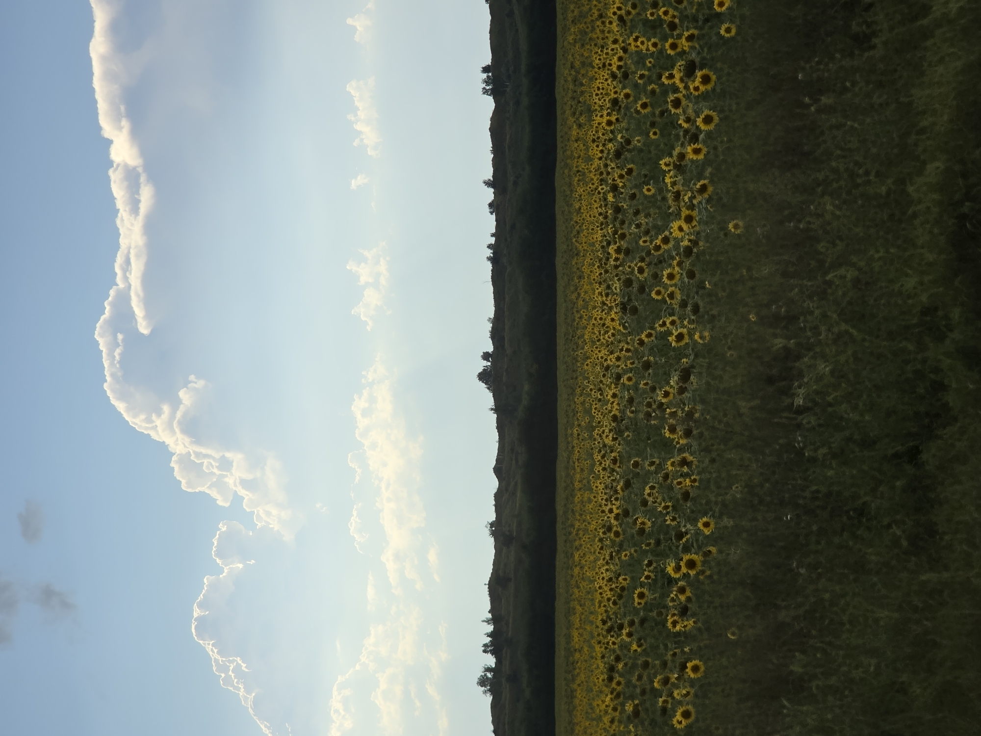 A wide-angle, outdoor, eye-level shot captures a vast field of sunflowers under a bright blue sky with dramatic white clouds. The sunflowers, predominantly yellow with dark centers, stretch across the frame, creating a dense, textured carpet. In the distance, a dark, undulating line of trees and foliage forms the horizon, with scattered small trees visible on top of rolling hills. The lower portion of the image is filled with the heads of sunflowers, while the upper portion is dominated by the expansive sky and clouds. The lighting suggests a sunny day, likely late afternoon or early morning, given the soft light on the clouds. The scene is devoid of any human presence or activity. The location is identified as the city of Nagorny, Russia.