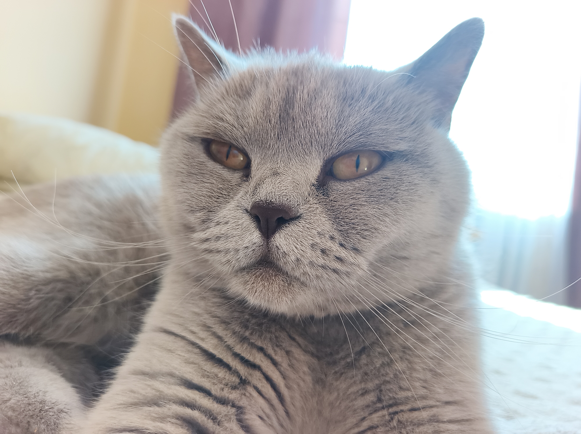 A close-up, eye-level shot captures a British Shorthair cat with grey fur and amber eyes. The cat is lying down, with its head tilted slightly upwards and facing directly towards the camera. The background is softly blurred, with indications of a light-colored surface beneath the cat and vertical elements that suggest curtains or blinds in a room. There are no people or other animals present in the image. The setting appears to be indoors. No specific location in Ternopil, Ukraine can be identified from the visual information provided in the image.