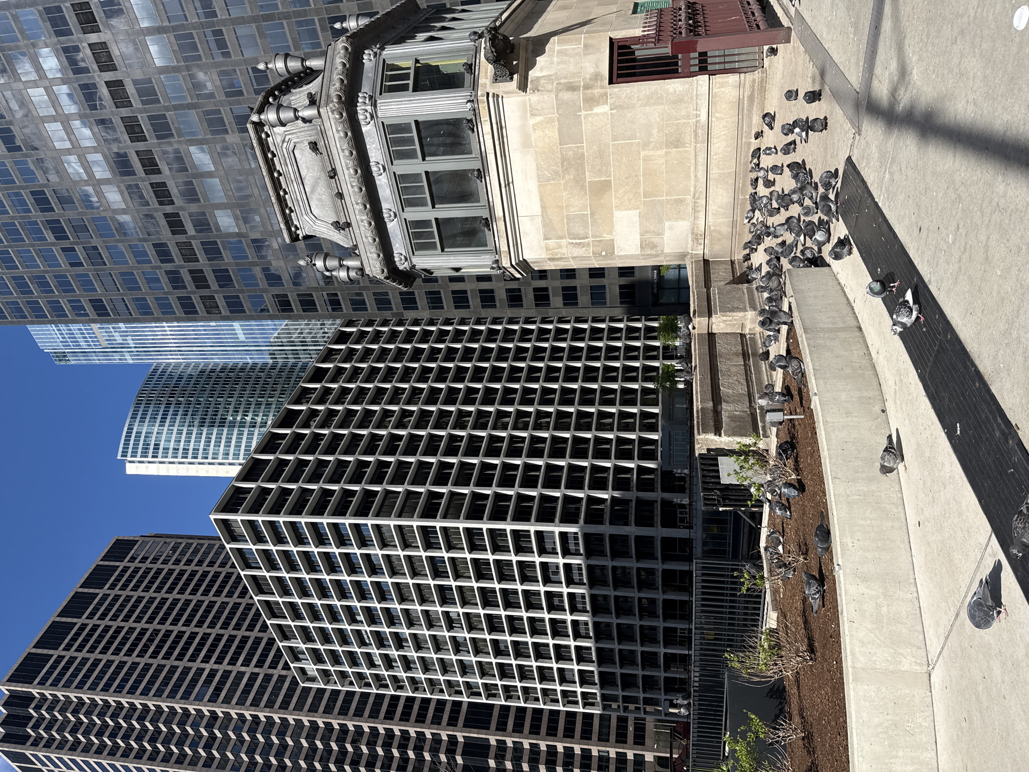 This is an outdoor scene in Chicago, Illinois, United States, with several skyscrapers in the background. The image is taken from a slightly elevated perspective, looking down on a paved area where a flock of pigeons is gathered. To the left of the pigeons, there is a raised garden bed with small plants. The architecture consists of a combination of older ornate buildings and modern high-rise structures. The sky is visible as a clear blue between the buildings.