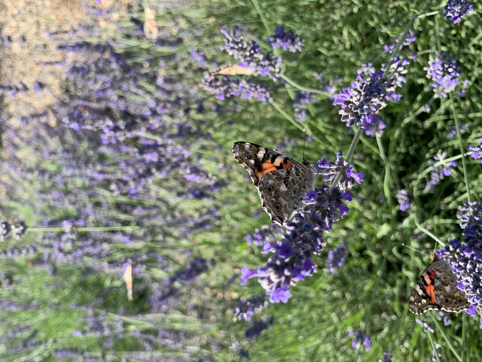 A medium shot captures two butterflies in a field of blooming lavender. One butterfly is in the foreground, perched on a stalk of lavender, with its wings spread. The other butterfly is further in the background, partially obscured by the lavender flowers. The lavender plants are a vibrant purple, and the background is softly blurred, with a sandy path visible in the upper right corner. The scene appears to be an outdoor setting, likely a garden or field. There are no people visible in the image. The image was taken in Kropotkin, Russia.