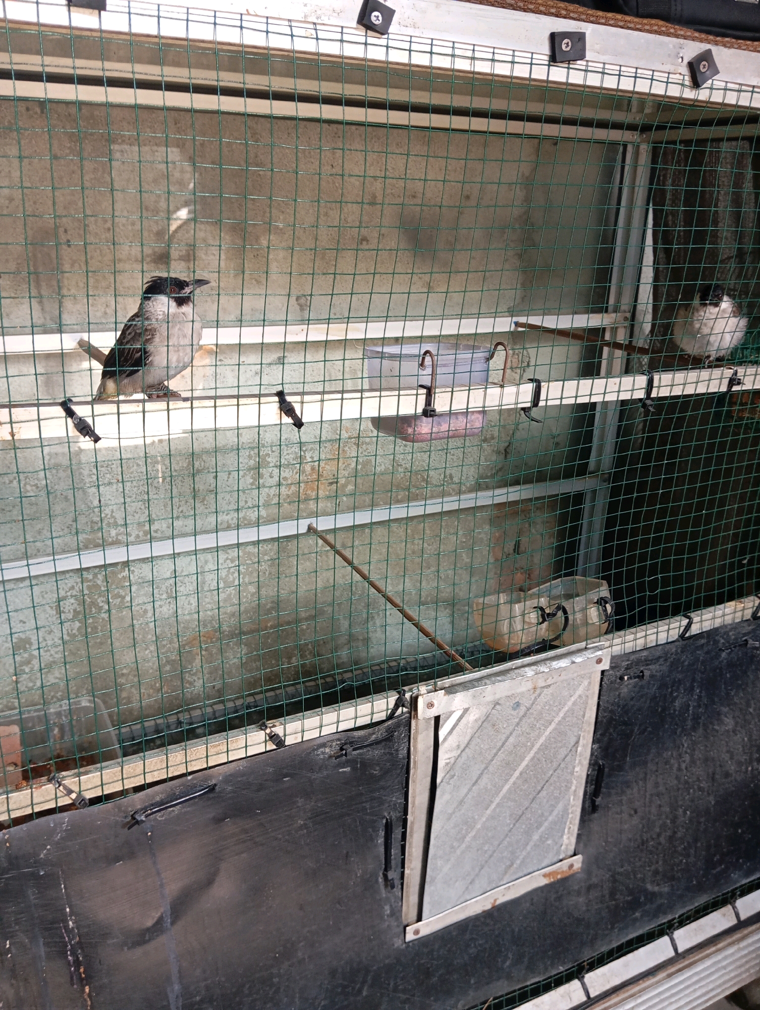 A bird cage sits outdoors, its metallic frame partially covered by black material at the bottom. The cage contains several birds, a feeder, and water dishes. A larger bird with dark markings on its head and wings perches on a horizontal bar in the foreground. Two smaller birds are also visible. In the background, another bird stands on a perch. The scene is set against a concrete wall, with sunlight reflecting on the cage and creating shadows. The image was taken in the city of Ganjar Asri, Indonesia.