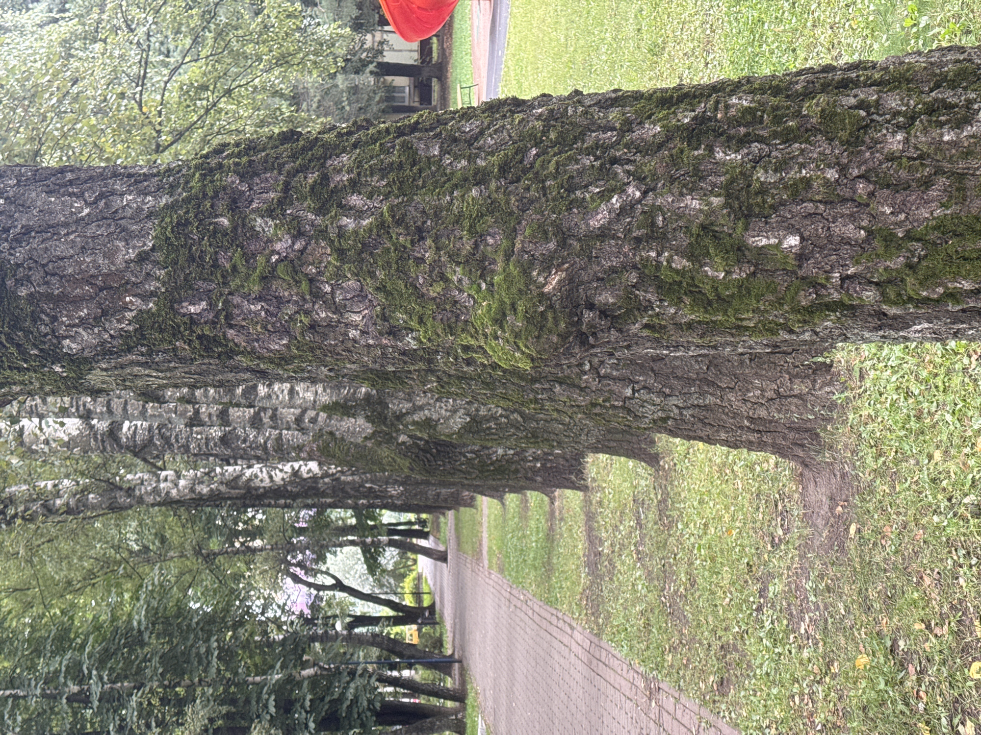 The image depicts a park-like setting in the city of Sovkhoza imeni Lenina, Russia. In the foreground, a row of trees with rough, moss-covered bark stands prominently. To the left, a paved walkway runs alongside the trees, bordered by a strip of green grass scattered with fallen leaves. Beyond the walkway, more trees and foliage are visible, creating a sense of depth. In the background, glimpses of buildings and a bright red object, possibly a piece of playground equipment, can be seen. The overall atmosphere is that of a tranquil, natural space within an urban environment.