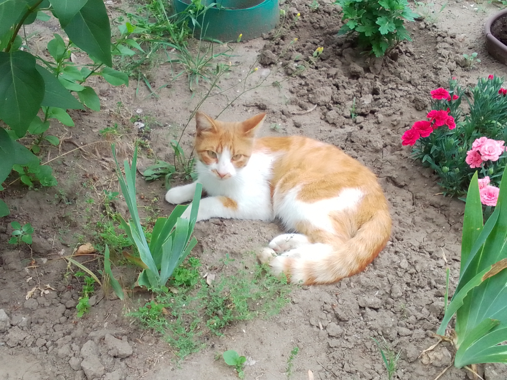 An orange and white cat lies on the dirt in a garden. The cat is curled up with its head turned towards the viewer. Its eyes are open and its ears are perked up. In the background, there are green plants and red and pink flowers. The ground is covered in dry, cracked dirt with some weeds growing through it.