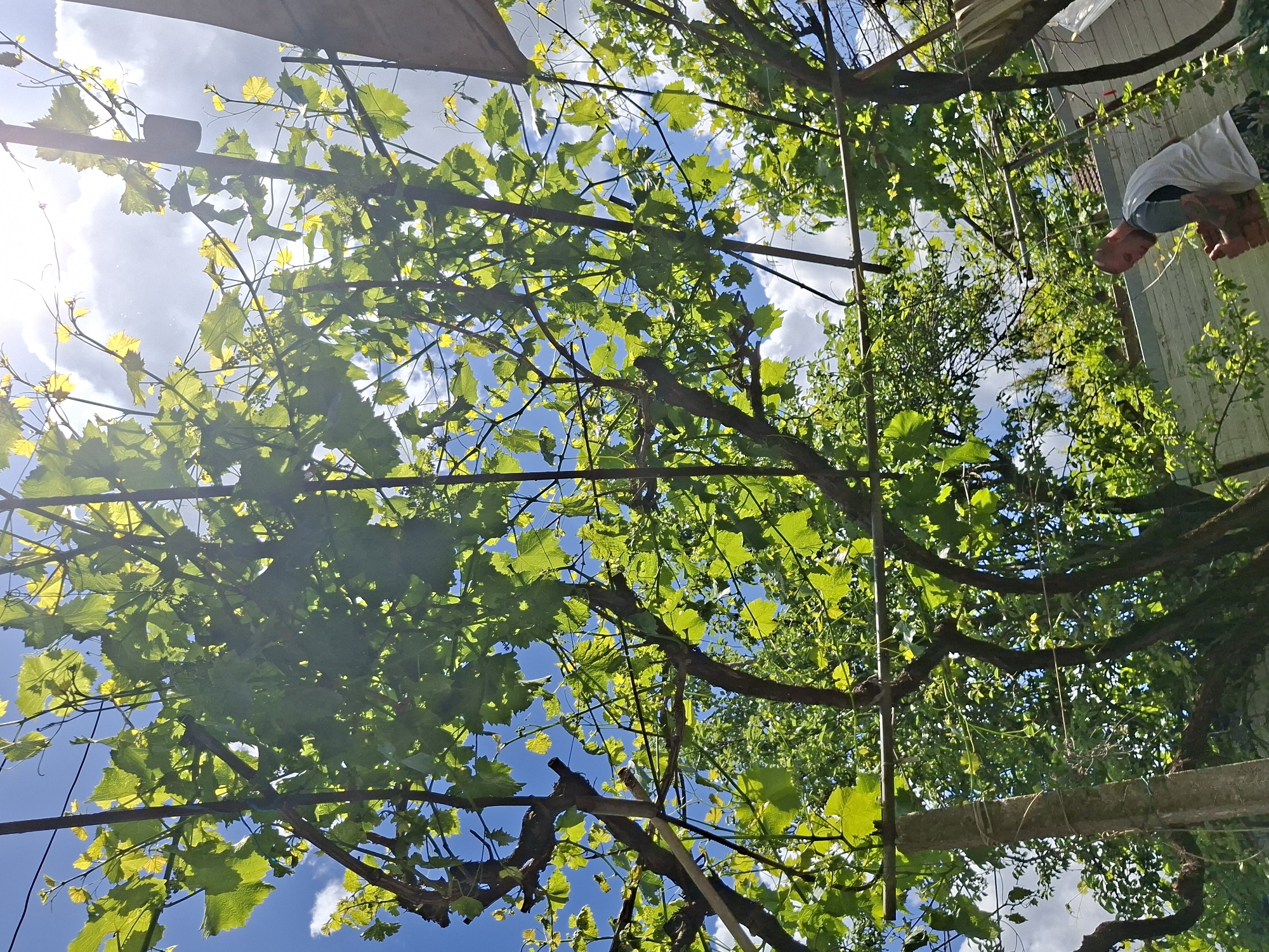 A ground-level shot looks upward into a foliage-covered pergola or arbor structure. Light-green leaves fill the majority of the frame, filtering sunlight. Blue sky is visible through the leaves, with white clouds interspersed. Branches and supporting structures are visible among the leaves, including metal poles and a concrete support. In the upper-right corner of the image, a person wearing a white t-shirt and a mask or face covering is partially visible, leaning over the structure, their face turned towards the leaves. It is unknown if the location is indeed in Bojuritsa, Bulgaria.