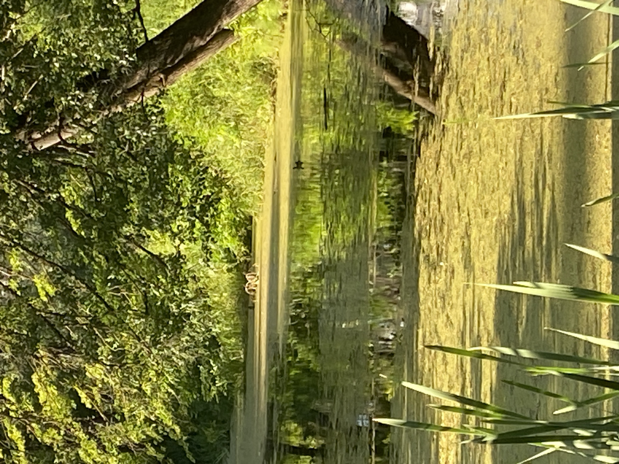 The image depicts a natural outdoor scene, likely a pond or slow-moving body of water, covered in a thick layer of green algae. The water is surrounded by dense green foliage, with trees overhanging the water in the foreground and midground. In the far midground, a group of ducklings are visible swimming on the surface of the algae. The lighting suggests it is daytime, with sunlight filtering through the leaves and reflecting off the water. The location is not specified in the image or its description.
