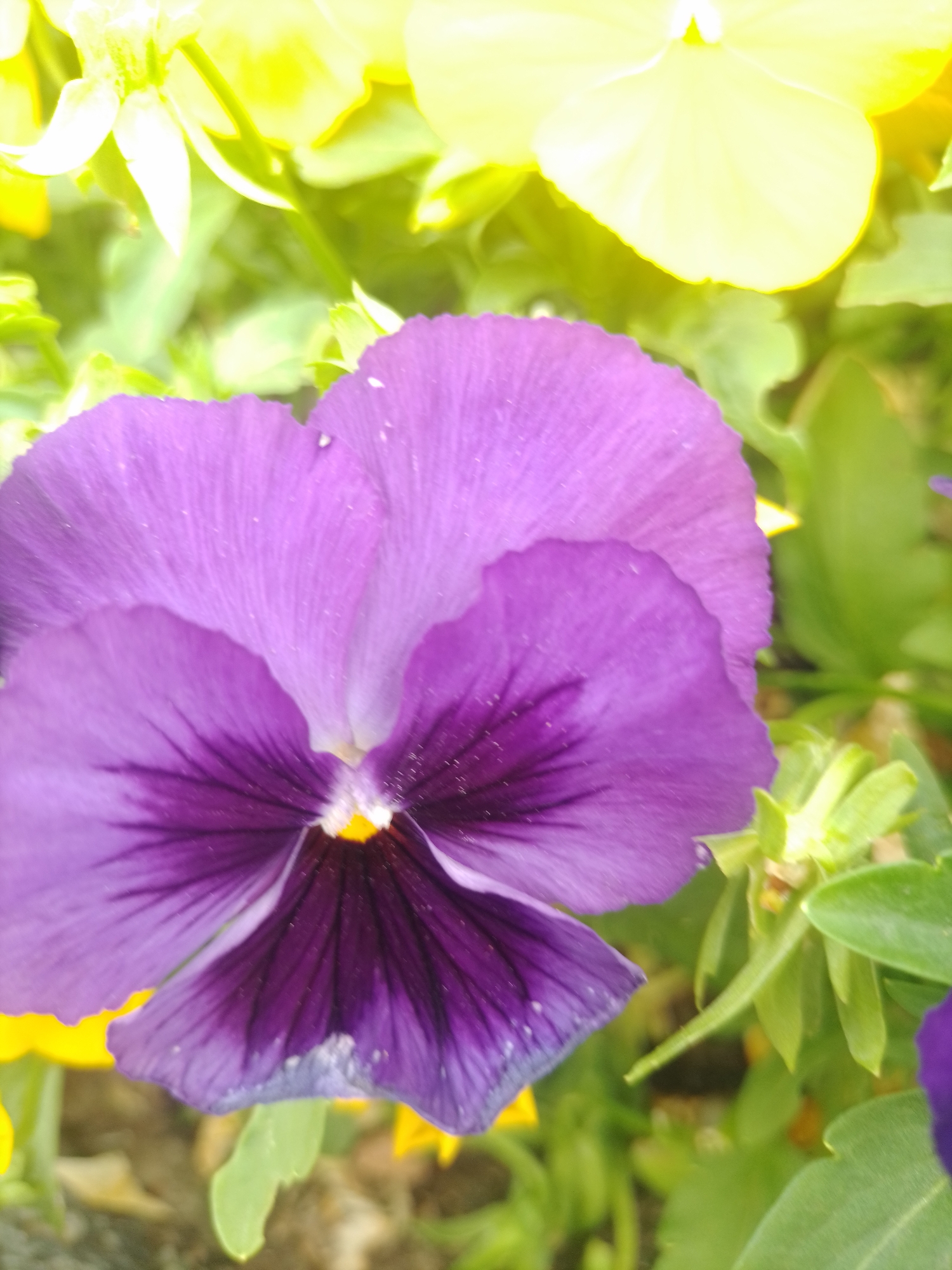 A close-up, high-angle shot showcases a vibrant purple pansy in the foreground, its petals fanning out with deep purple veins radiating from the center. The flower is in focus, with subtle dust particles visible on its surface. To the left and behind the purple pansy, yellow pansies are blurred and out of focus, contributing to the depth of field. Green foliage and stems surround the flowers, creating a natural, garden-like environment. The overall lighting suggests a bright, possibly sunny day. The image does not provide enough detail to determine a specific location within Poltava, Ukraine, or to identify any people, actions, or interactions.