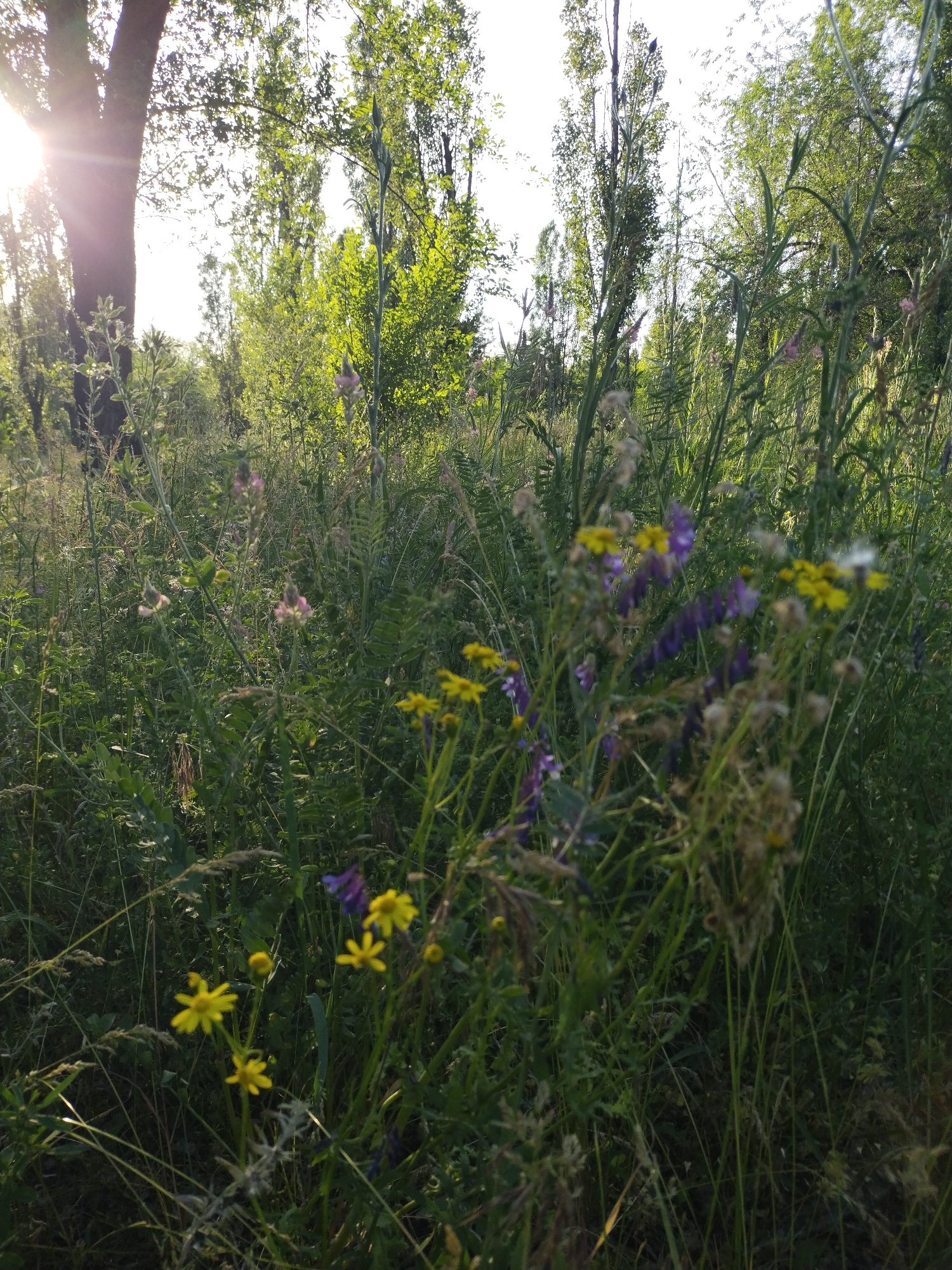 This image depicts a sunlit natural landscape within the city of Horishni Plavni, Ukraine. The scene is dominated by dense, wild foliage, primarily composed of tall green grasses and various flowering plants, captured from a low vantage point looking upwards into the light.
In the upper left quadrant, strong sunlight emanating from behind a large, dark tree trunk creates a prominent lens flare and casts bright light across the upper portion of the frame. The tree trunk is silhouetted, with some illuminated green leaves visible above and around it. Further into the mid-ground and background, additional trees with vibrant green canopies are present, including some tall, slender trees, likely poplars, extending vertically. The sky beyond the trees is bright and appears overcast due to the intense backlighting.
The foreground and mid-ground are filled with a thick growth of various herbaceous plants. Clusters of small yellow flowers, resembling composites, are visible towards the lower right and mid-right. Interspersed among these are delicate purple or bluish flowers, characteristic of vetch or similar legumes, appearing in several areas, particularly in the mid-right and lower-mid sections. Pinkish-lavender flowers, possibly clover or another legume, are also present in the mid-left portion of the dense undergrowth. The vegetation includes numerous slender stalks and broad leaves, with some areas showing signs of dried or faded plant matter. No human figures, animals, or man-made structures are discernible within the frame. The overall impression is that of an overgrown, verdant field or forest edge, illuminated by direct, low-angle sunlight.