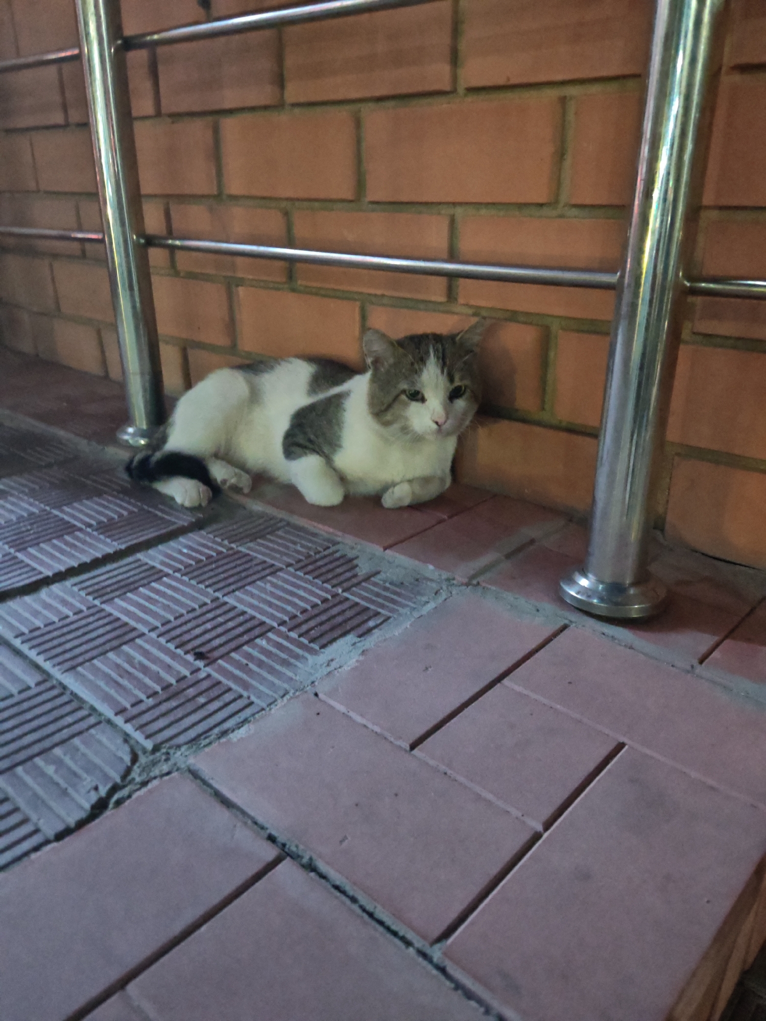 A domestic cat rests on a tiled floor next to a brick wall, with metal railings in the foreground. The cat, predominantly white with gray patches on its head and back, is lying down, tucking its paws beneath its chest. It has light brown eyes and appears to be looking towards the viewer with a calm expression. The tiled floor is made up of rectangular bricks laid in a pattern, with some areas appearing worn or uneven. Behind the cat, a brick wall shows the texture and color of weathered bricks. Two parallel metal railings, likely part of a fence or guardrail, are visible, one in the foreground and another running parallel behind the cat. The lighting suggests it might be dusk or an indoor setting with artificial lights. The scene is set in Kokshetau, Kazakhstan.