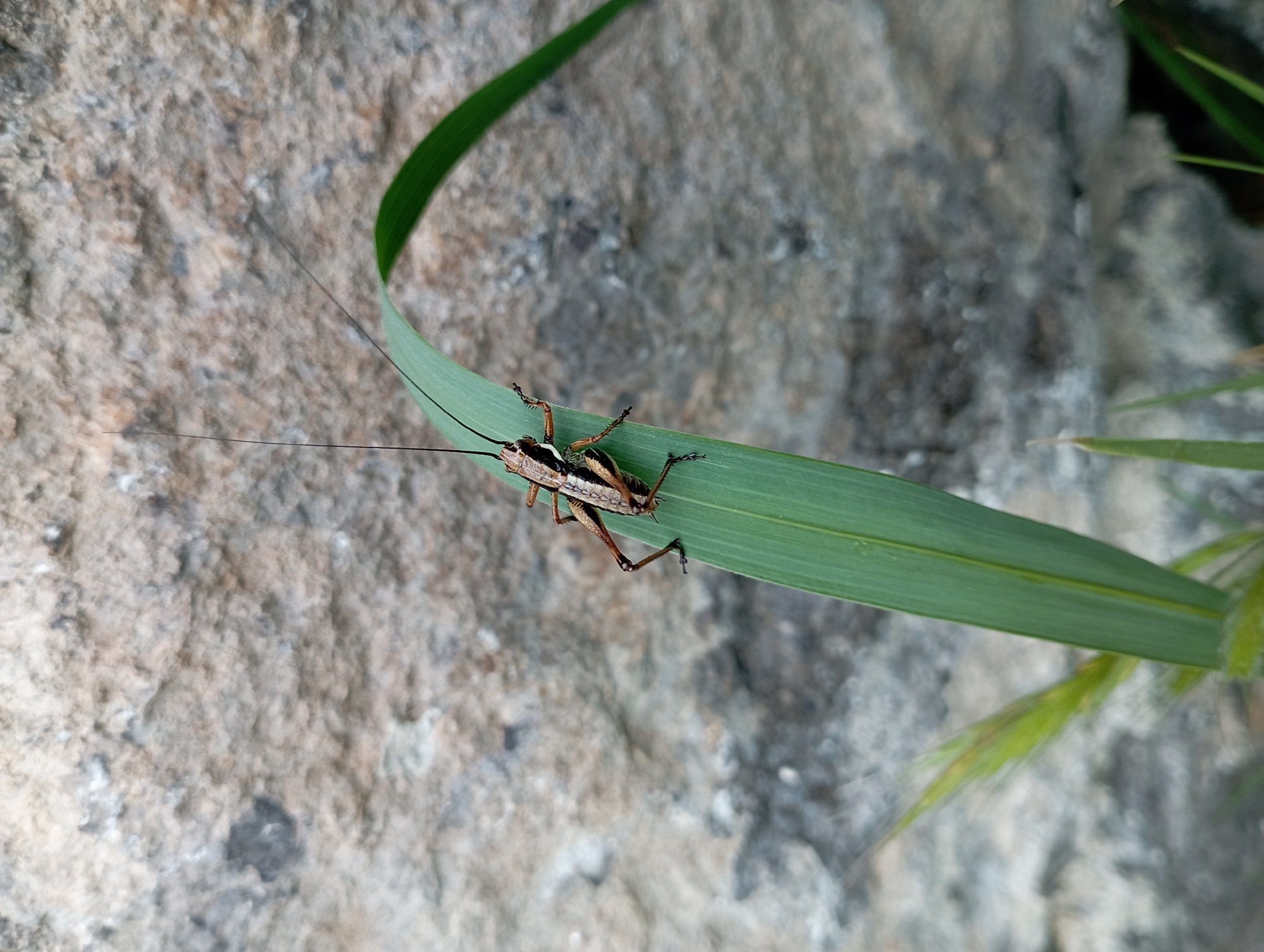 A close-up shot shows a slender brown grasshopper perched on a long, green blade of grass. The insect's body displays alternating dark and light stripes. The grass blade diagonally traverses the frame from the upper left to the lower right, juxtaposed against a gray, textured rock surface. Additional blades of grass appear on the right side of the image. The setting may be near Dalaman, Turkey.