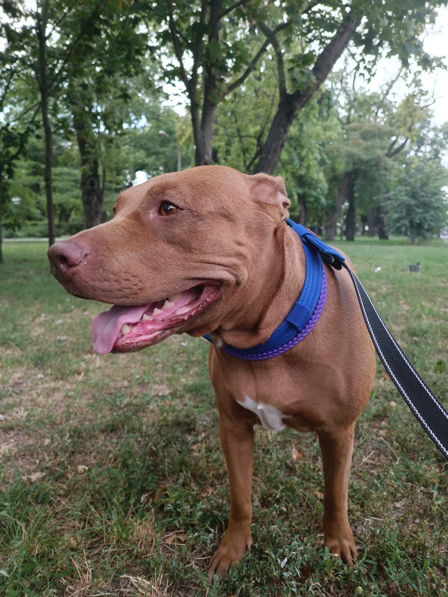 A medium shot captures a tan-colored dog with its mouth open and tongue hanging out, standing in a park. The dog is wearing a blue and purple collar, and a black and white leash is attached to it. The background features trees with green leaves and a grassy area. The scene appears to be outdoors in a park-like setting. The image does not provide any specific location details for Zaporizhzhia, Ukraine.
