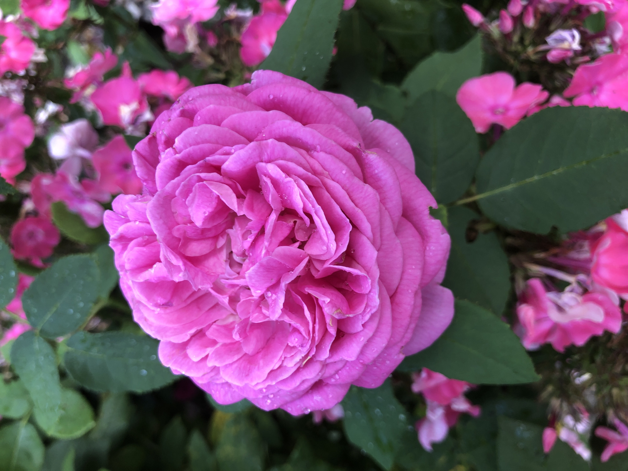 A close-up, eye-level shot features a vibrant pink rose in full bloom, positioned slightly off-center to the right. The rose's petals are tightly packed and ruffled, with visible water droplets scattered across their surface, suggesting recent rain or dew. Dark green leaves surround the rose, some of which also bear water droplets. The background is filled with a soft blur of other pink flowers and foliage, creating a shallow depth of field that emphasizes the central rose. The lighting is natural and appears to be from overcast skies or shade, providing soft illumination without harsh shadows. The overall scene is a detailed and naturalistic depiction of a blooming rose.