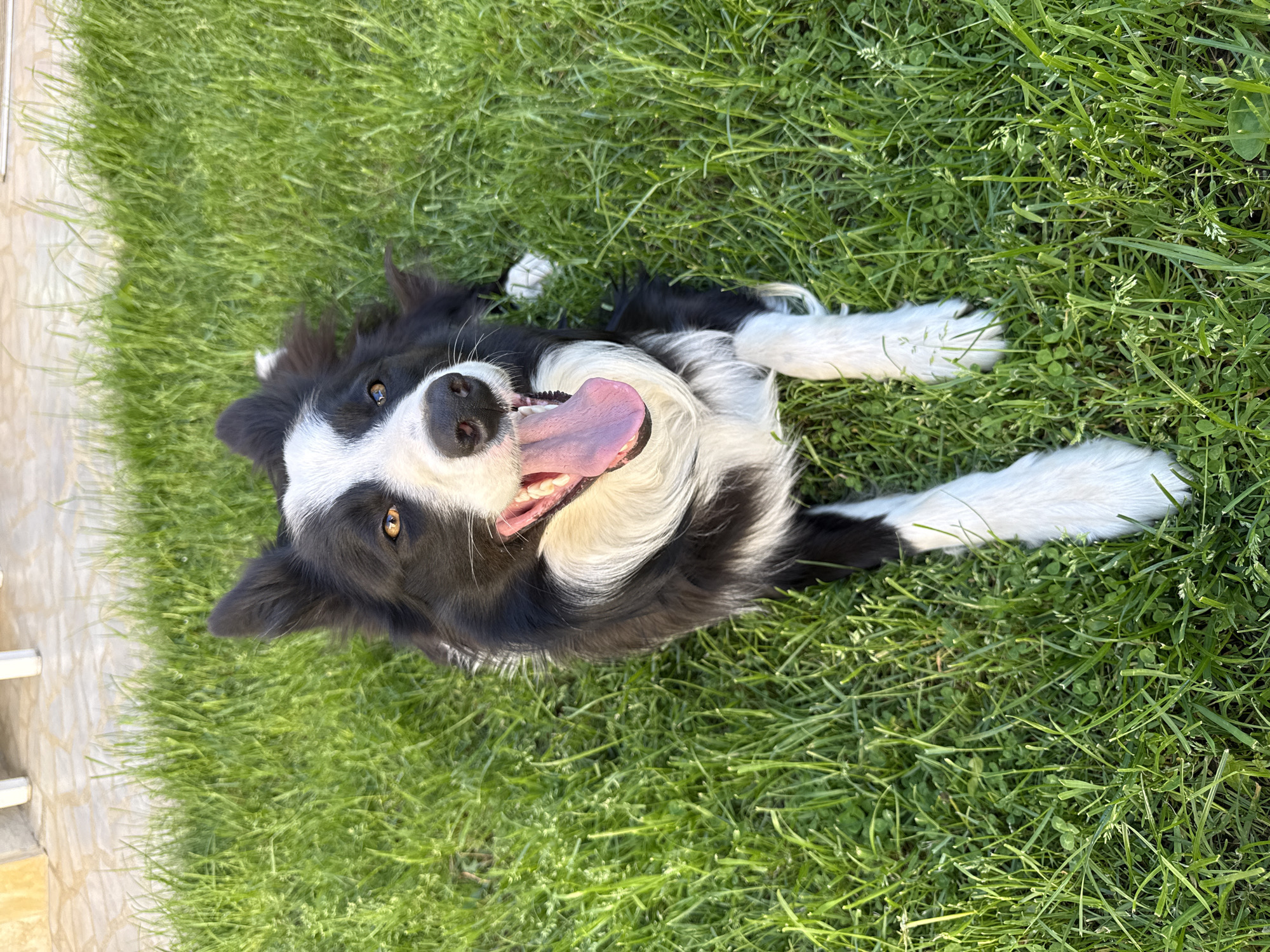 The image shows a black and white Border Collie dog lying on its back in a grassy area. The dog's tongue is lolling out, and its eyes are open. The grass is green and appears to be well-maintained. The corner of a building and a fence is visible in the upper-left of the image. The location is Berkovitsa, Bulgaria.