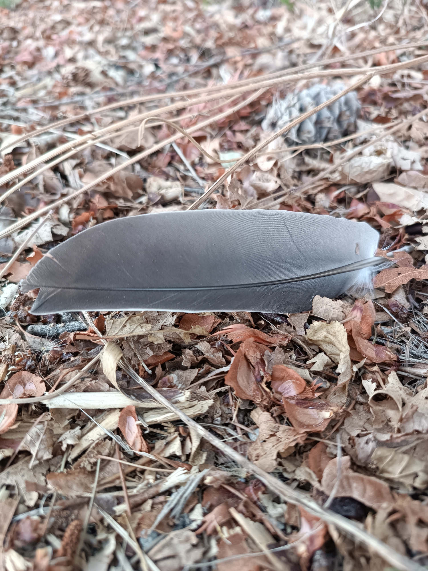 A single grey bird feather lies horizontally on the forest floor, centered in the frame. The feather is long and slender, with a slightly curved shape and a smooth texture. It rests on a bed of fallen leaves, twigs, and other organic debris, creating a natural, earthy background. The lighting is diffused, suggesting an overcast day or shade. The overall scene is one of quiet stillness in a natural outdoor environment.