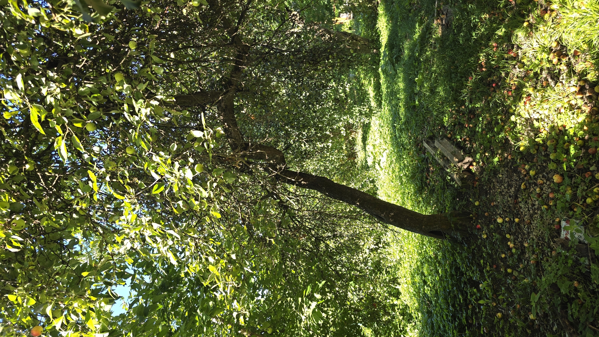 An apple tree stands in an overgrown grassy area, its branches laden with green apples. Fallen apples of various colors litter the ground beneath the tree, mixed with weeds and small stones. The scene is bathed in dappled sunlight, creating a pattern of light and shadow on the ground. Two weathered wooden beams lie near the base of the tree. The image appears to be taken in a residential or semi-rural setting, possibly a backyard or a neglected orchard, in the city of Podolsk, Russia. There are no people or animals visible in the image.